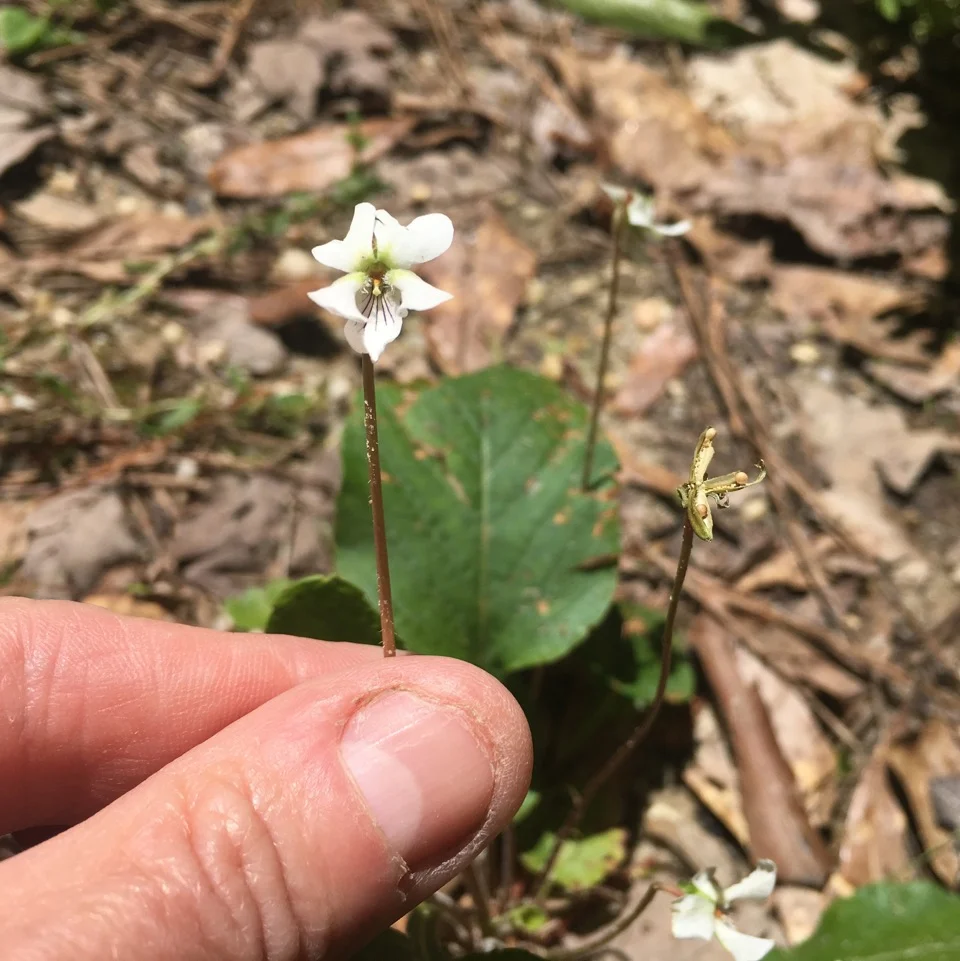 Walkshop 21, New Orleans 