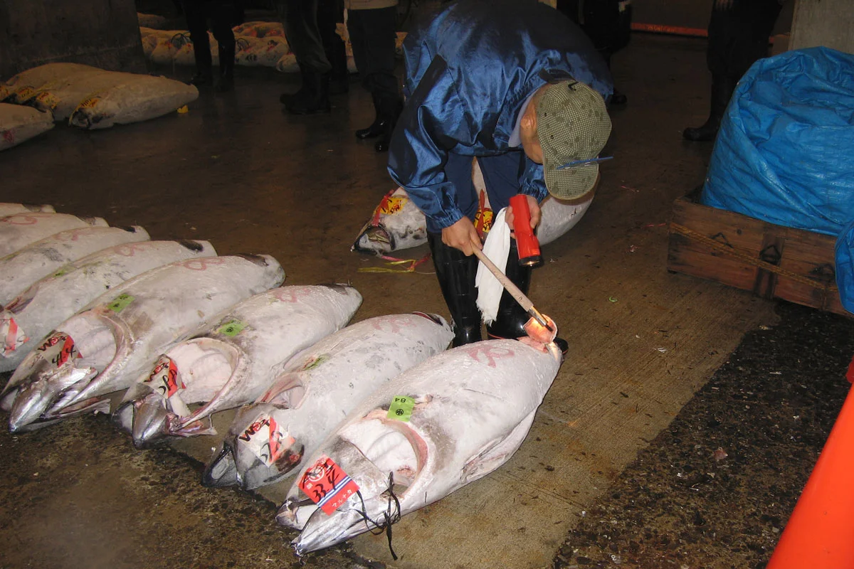 Huge Tuna!