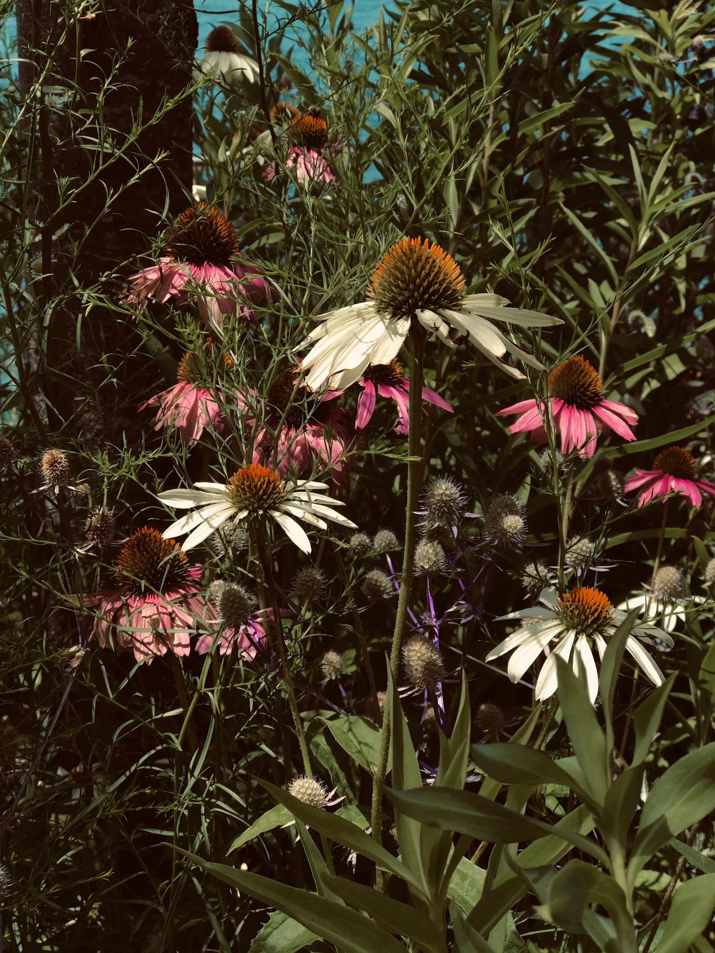 Julia Zipporah city photography