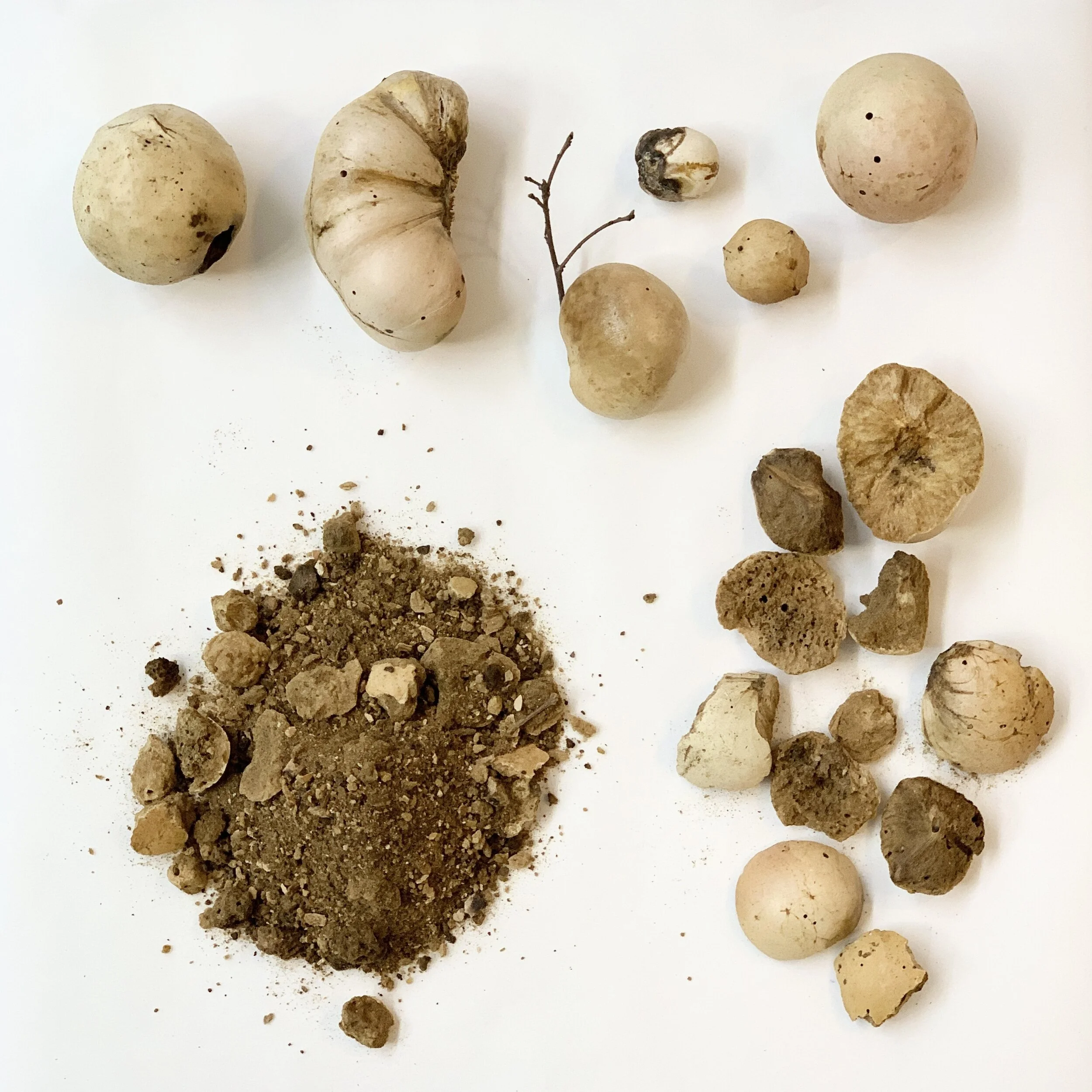 Coaxing Color From Oak Galls