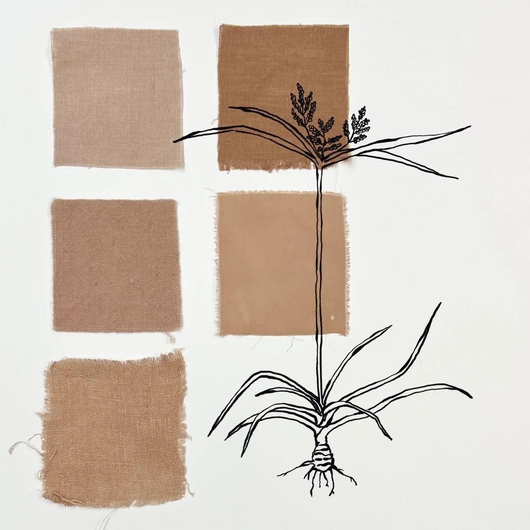 Nutsedge(Tall Flatsedge) - Natural Dyeing