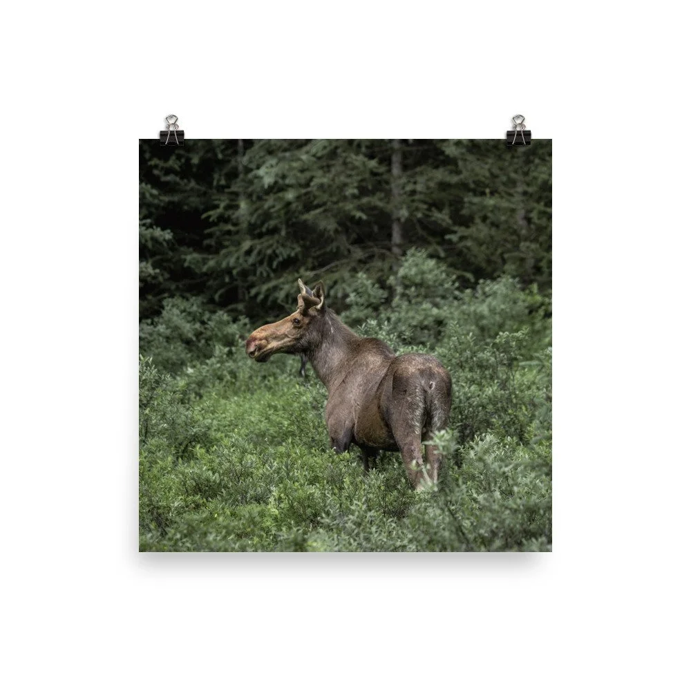 enhanced-matte-paper-poster-(in)-16x16-transparent-63fe3c63c7d25.jpg
