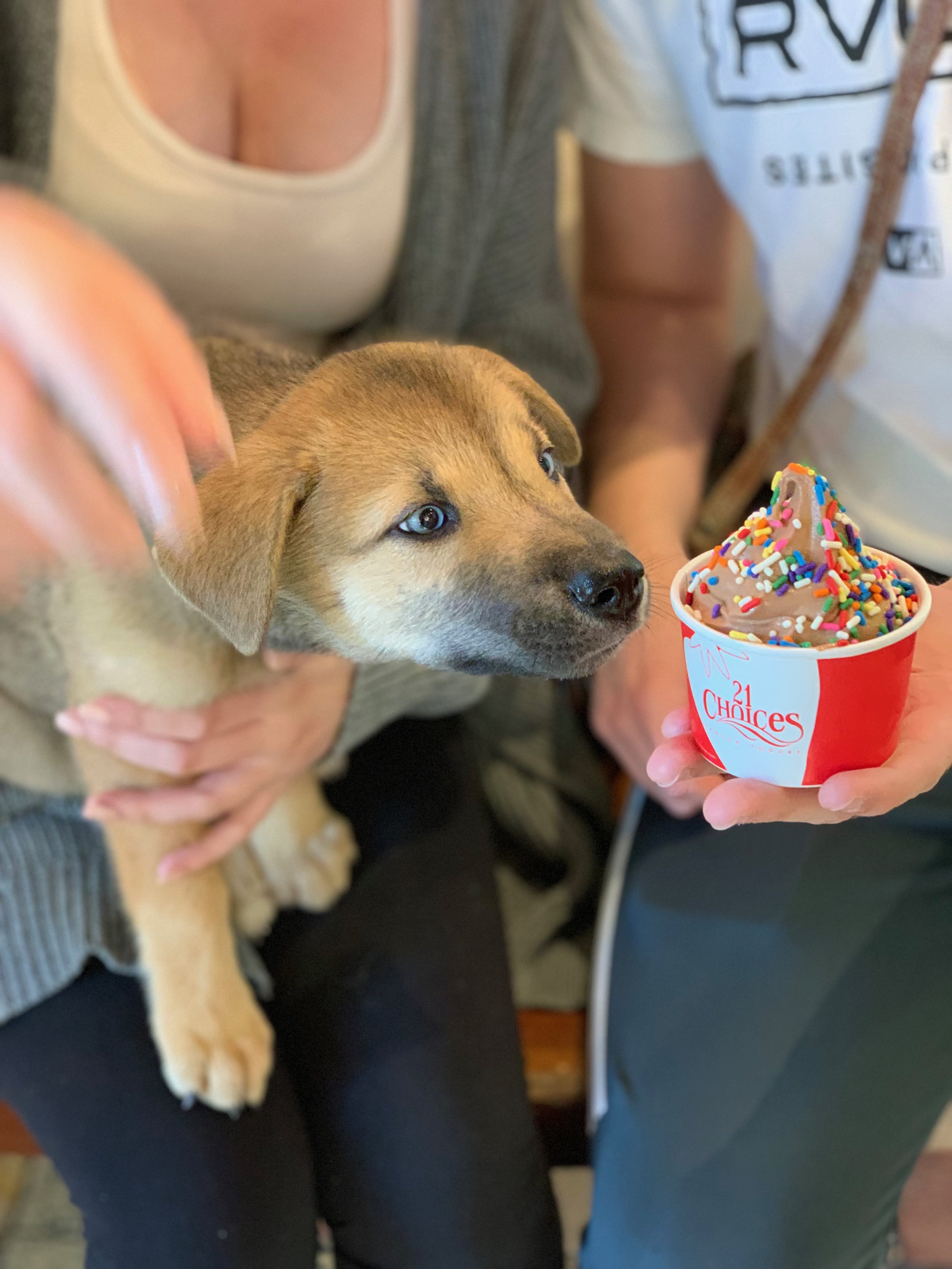 Dogs at 21 Choices