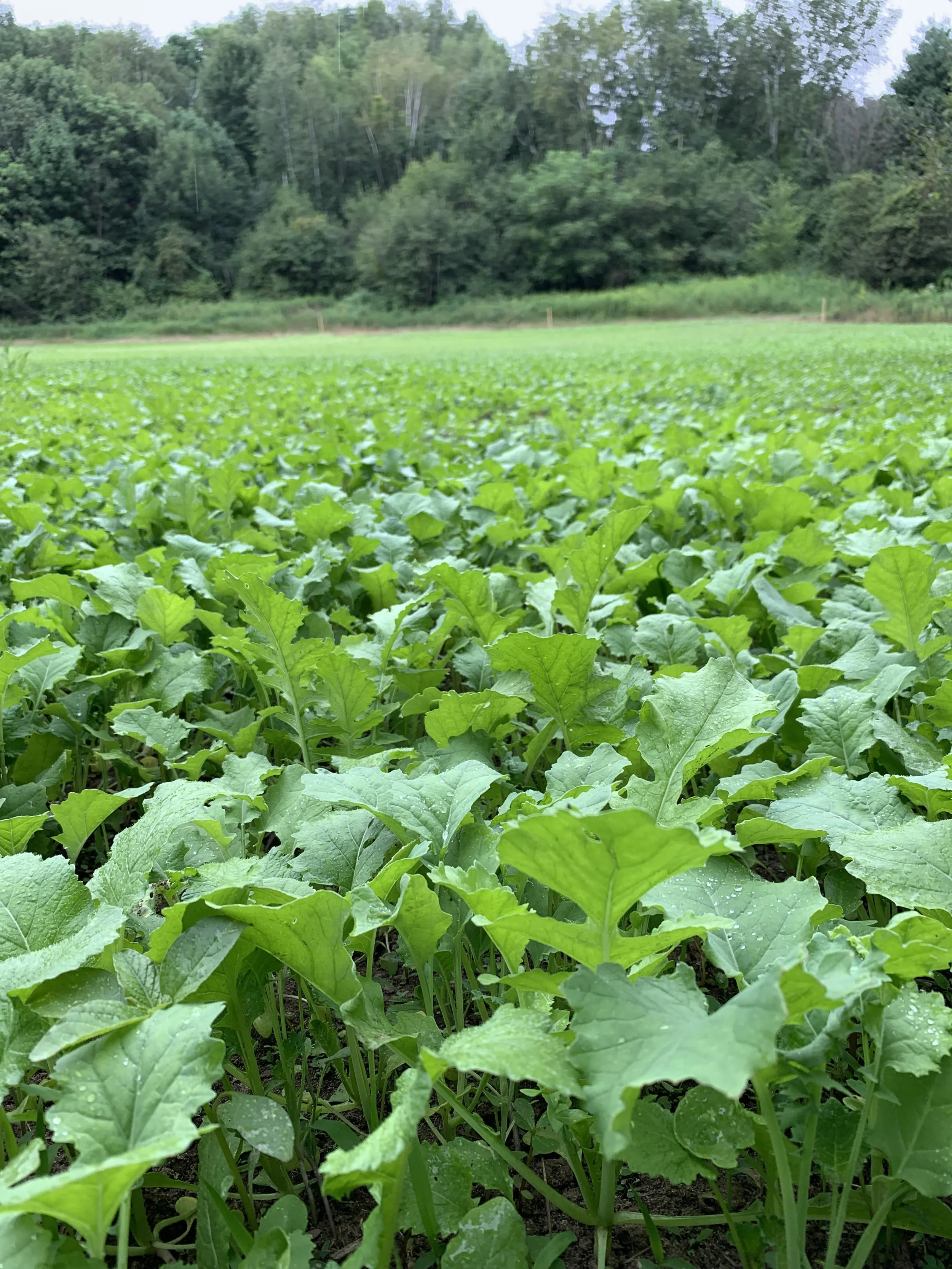 Big Sexy Brassica — Domain Outdoor Food Plots Deer Food Plots