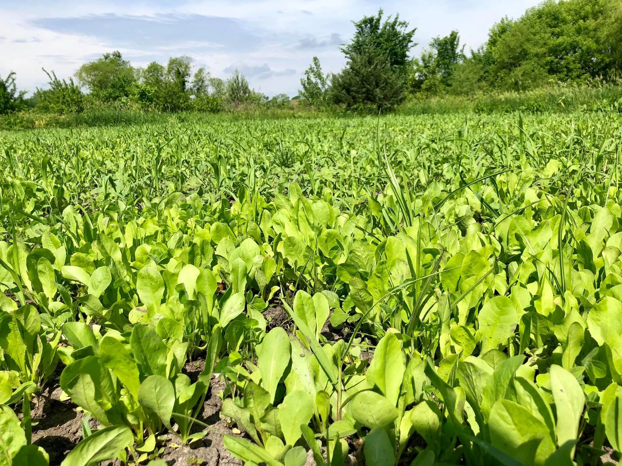 best fertilizer for clover food plots talsmakishaba99