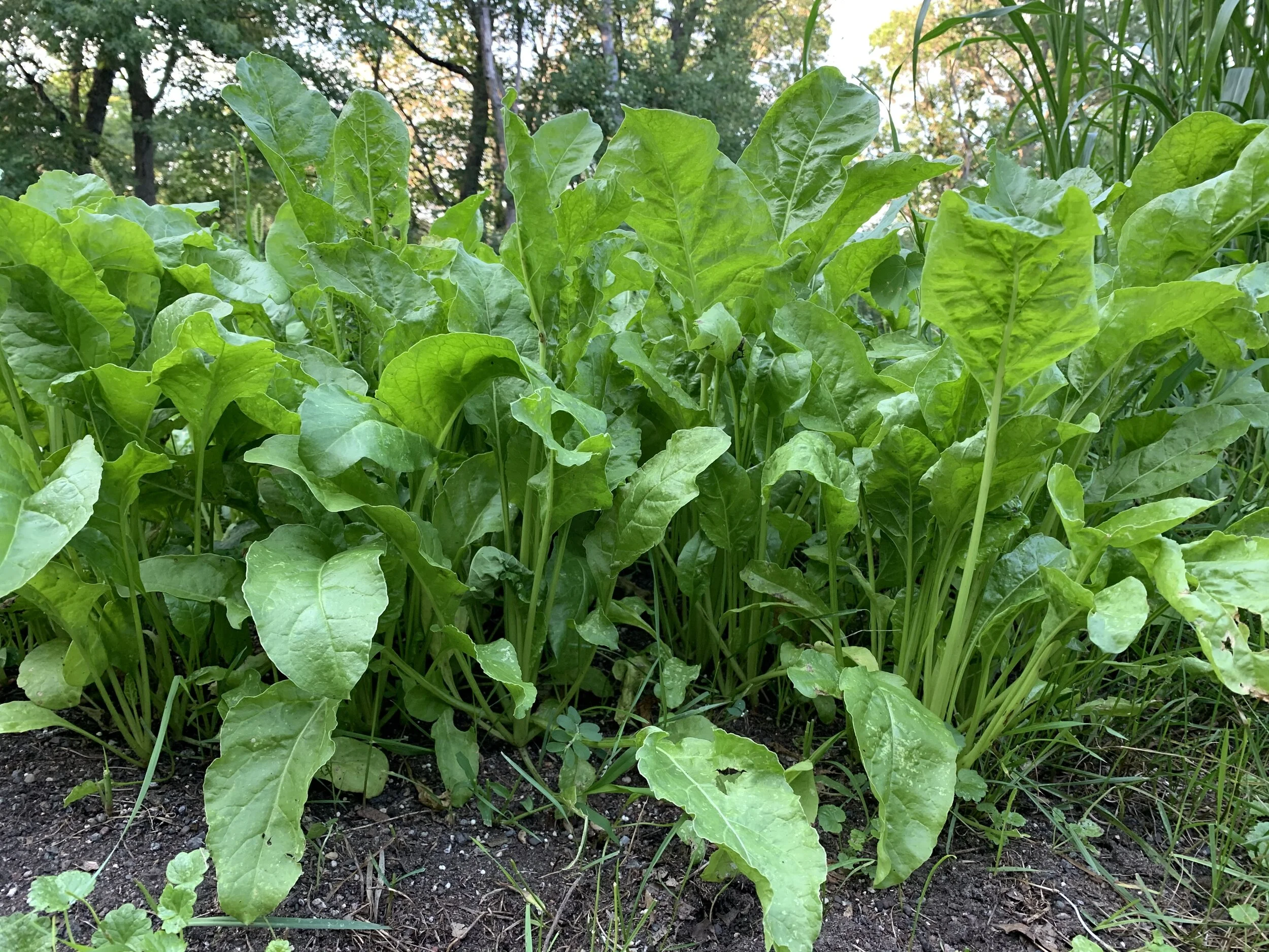 Sugar Beet Food Plot