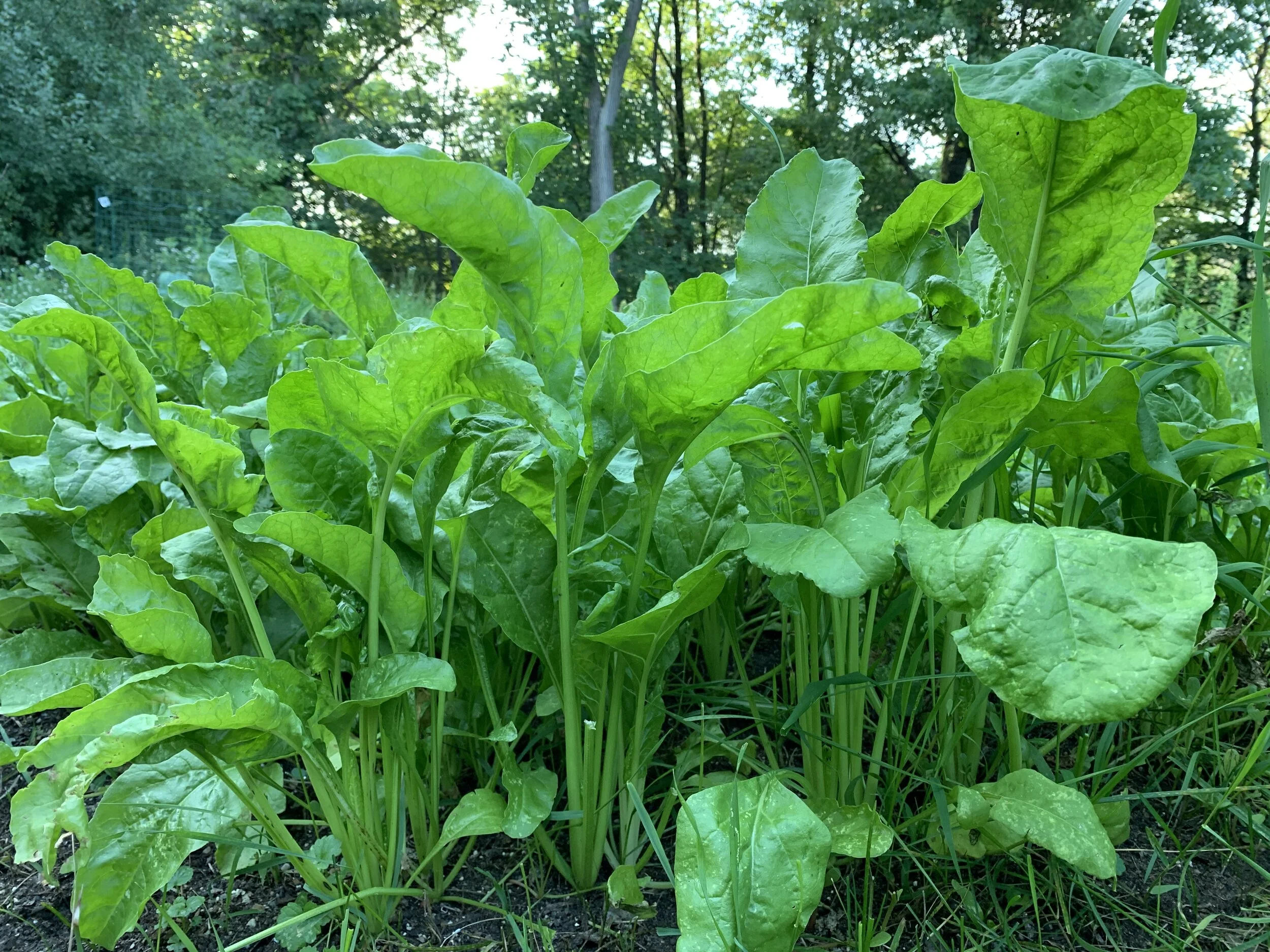 Beet Down™ — Domain Outdoor Food Plots Deer Food Plots