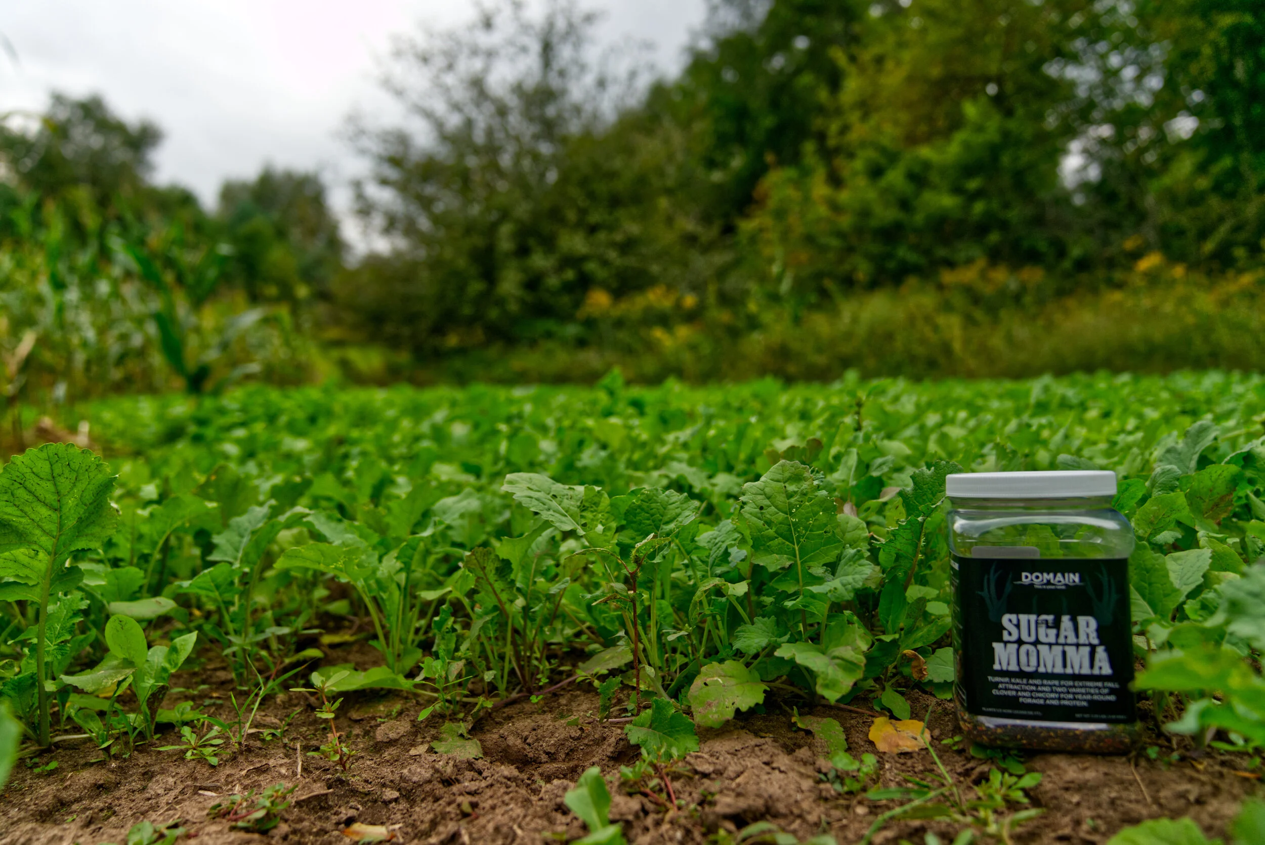 Sugar Momma Domain Outdoor Food Plots Deer Food Plots
