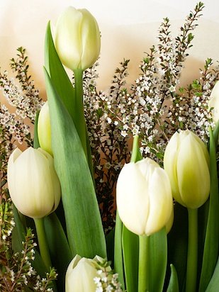 Closeup of white tulips and small white textural flowers against a background of cream tissue paper