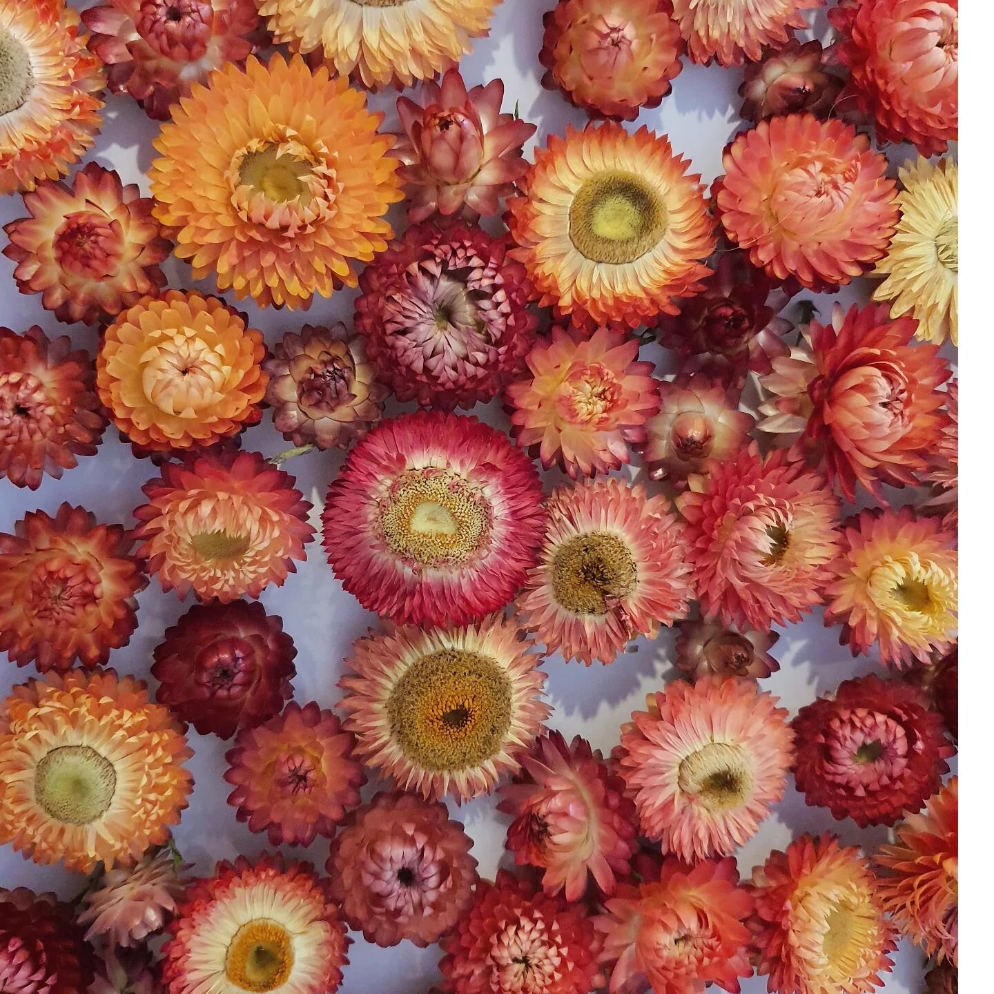 Green Banksias Australian Native Flowers Same Day Delivery