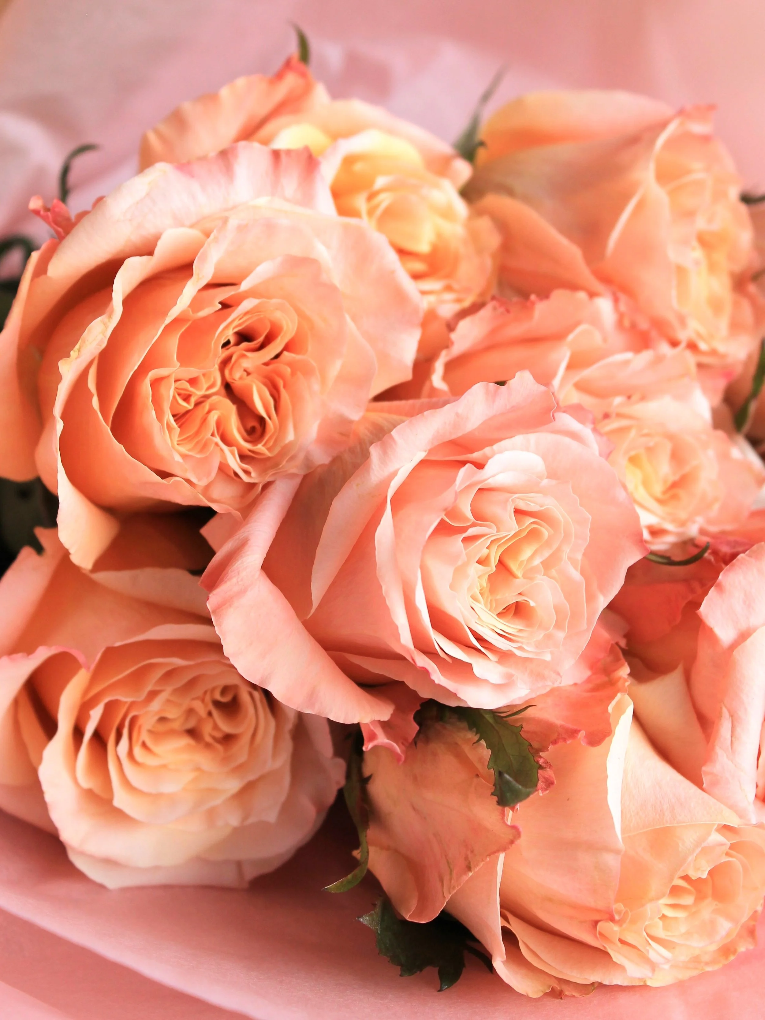 Premium Roses