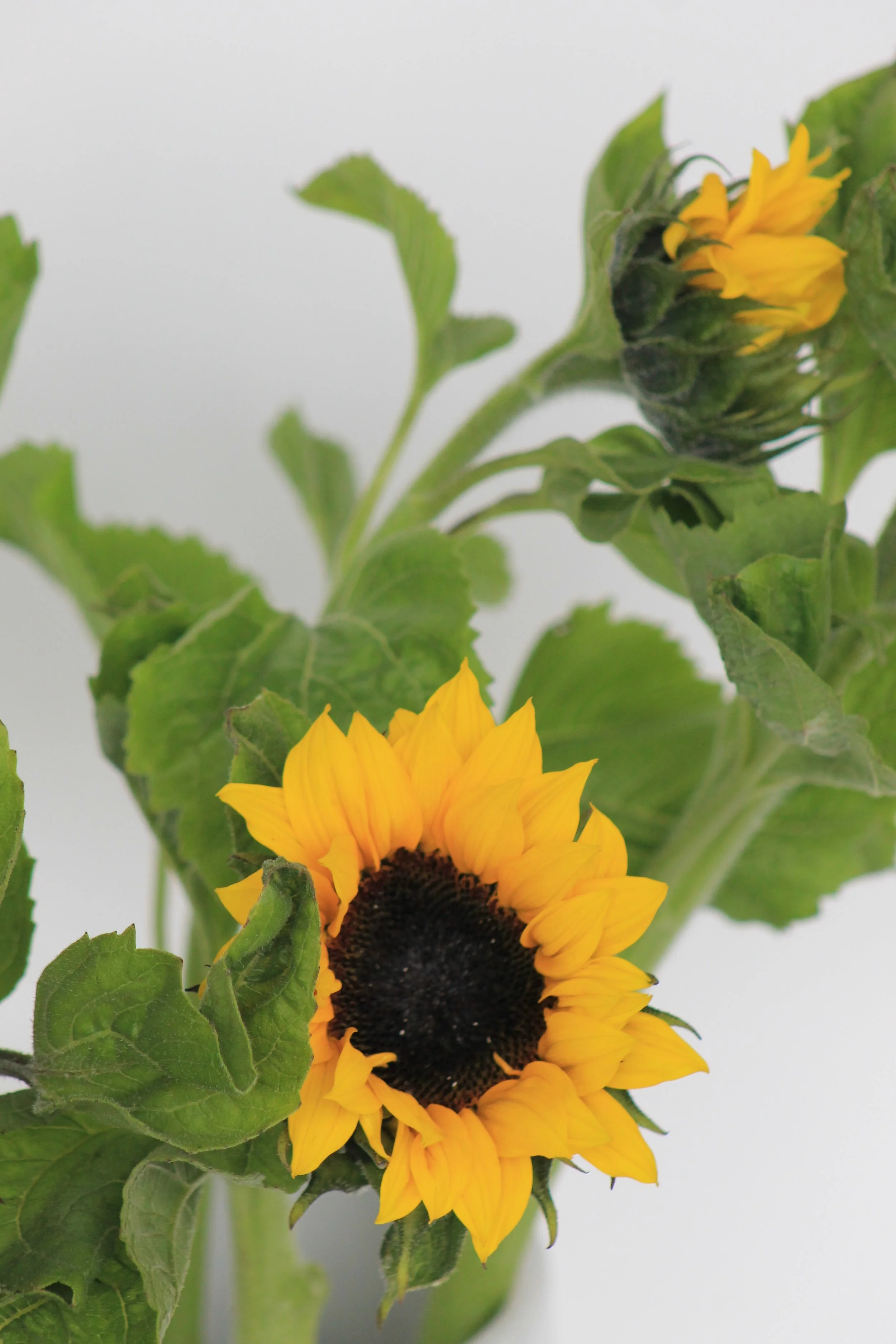 Sunflowers_8377.JPG