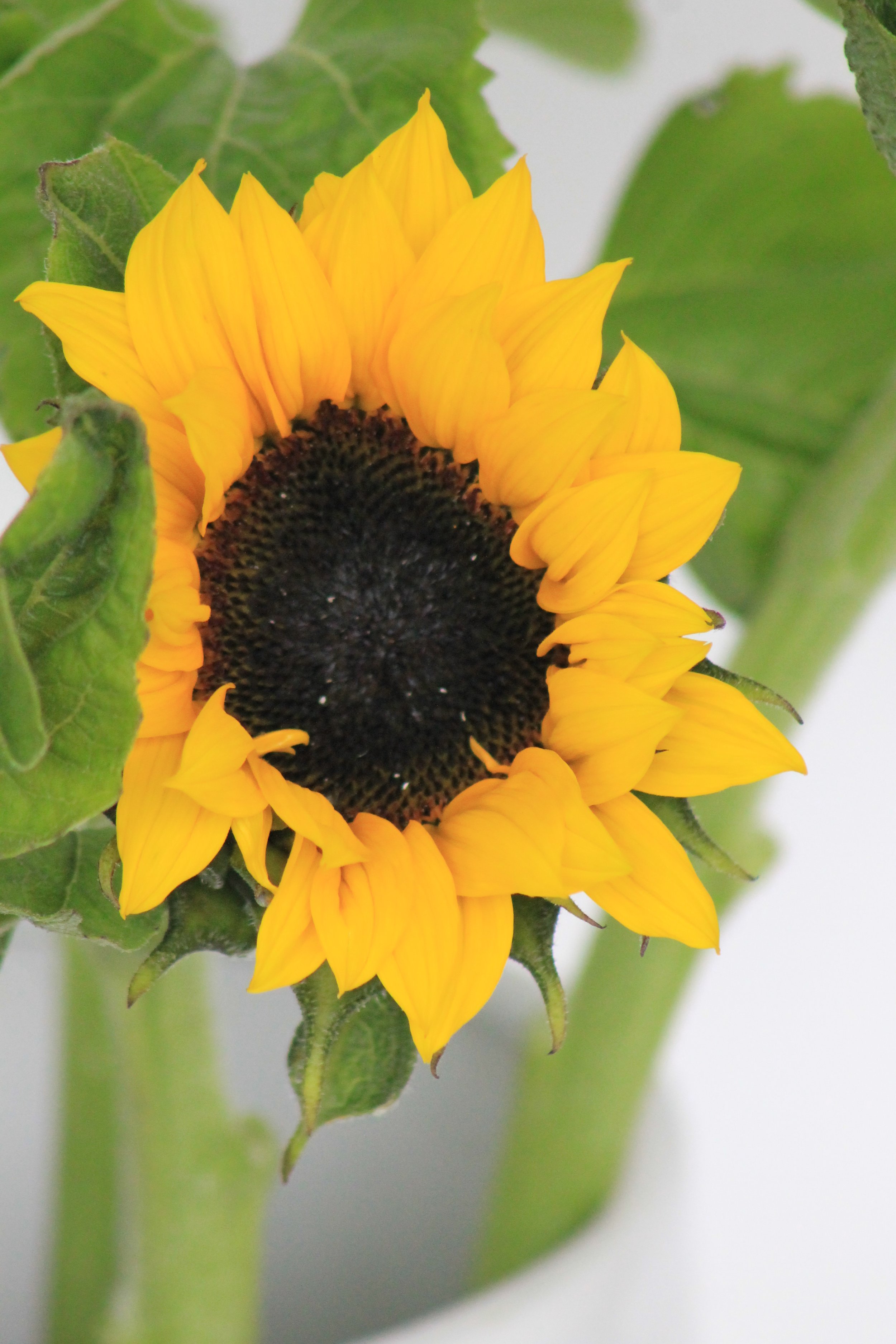 Sunflowers_8379.JPG