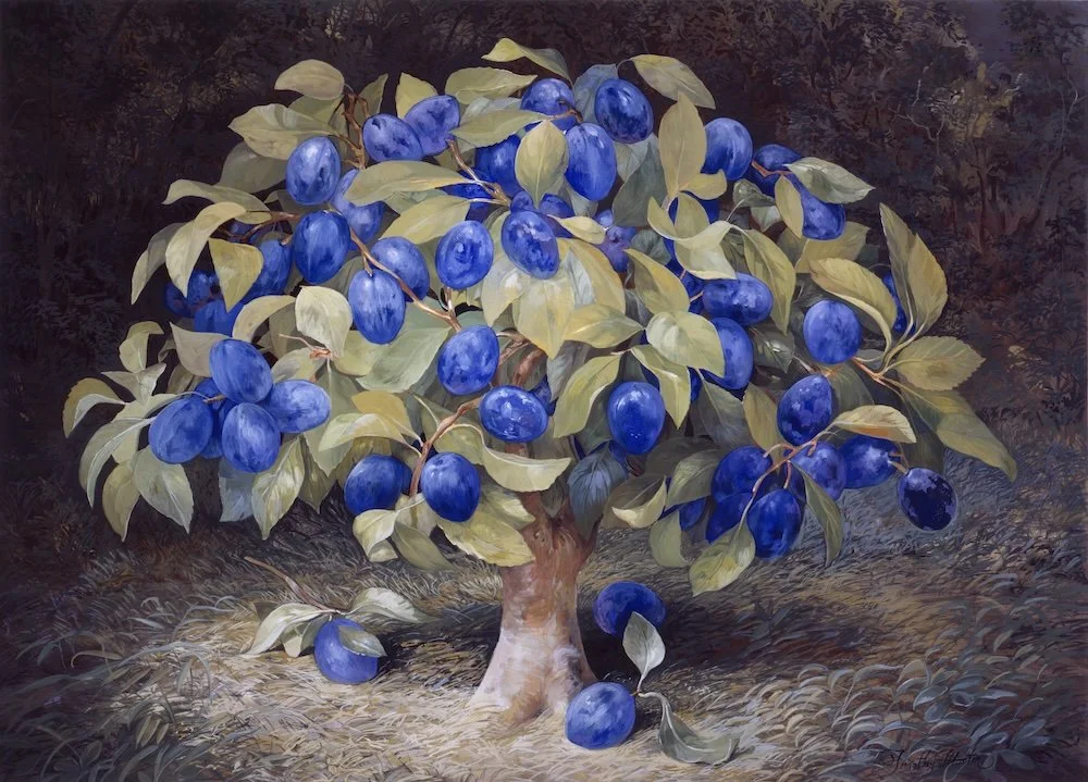 Fruit Trees - Plum copy.jpeg