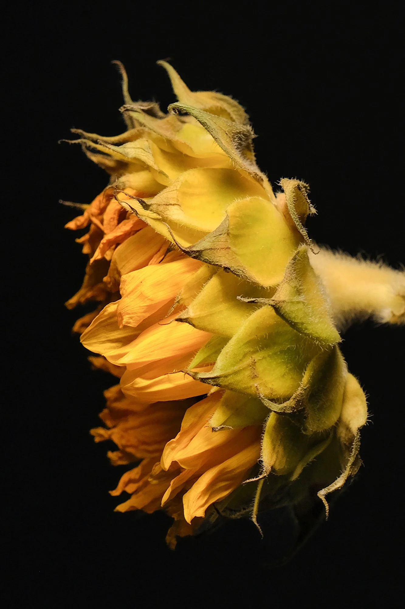 Schoenleber_Sunflower - 1326 .jpg