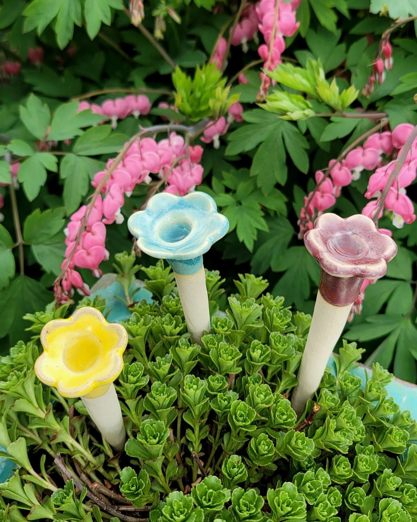 Bee Sippy Cups are here!! My daughter and I created our first batch of stoneware cups for the pollinators. We are selling them in sets of three for $20. Limited batch.