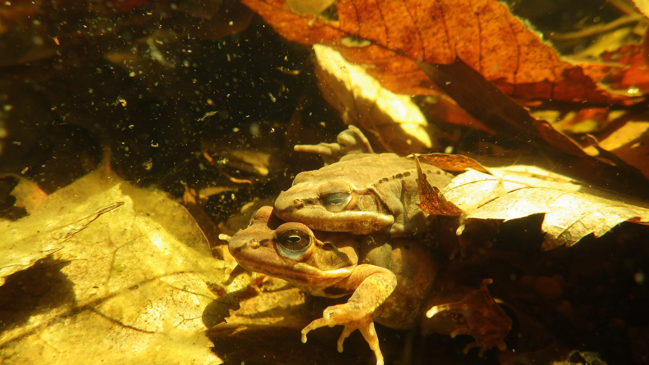 Blog Post: Eco-evolutionary dynamics of sexual selection: A trait-based perspective