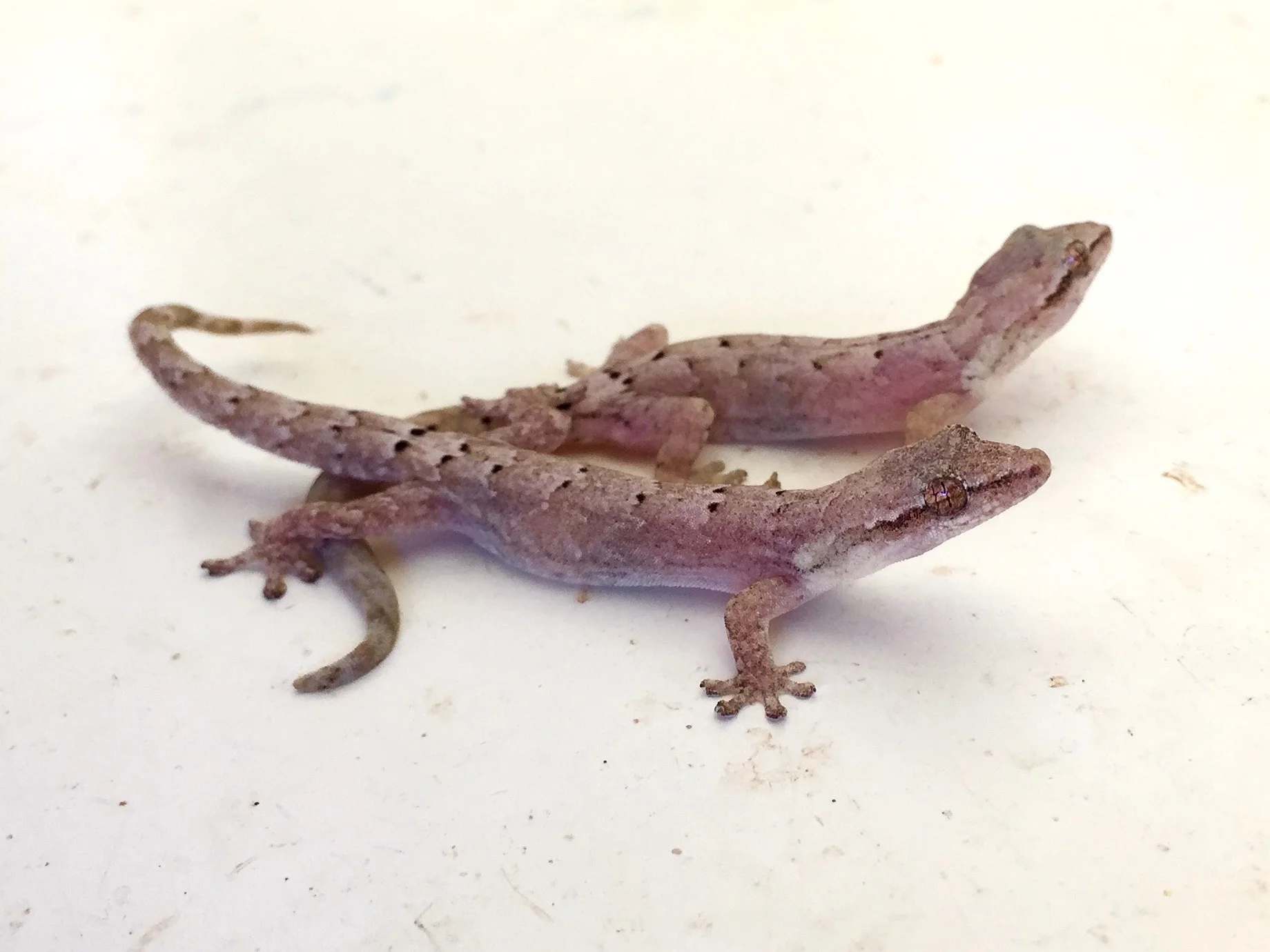 New Paper: Explosive range expansion of Mourning Geckos in the Caribbean Region.