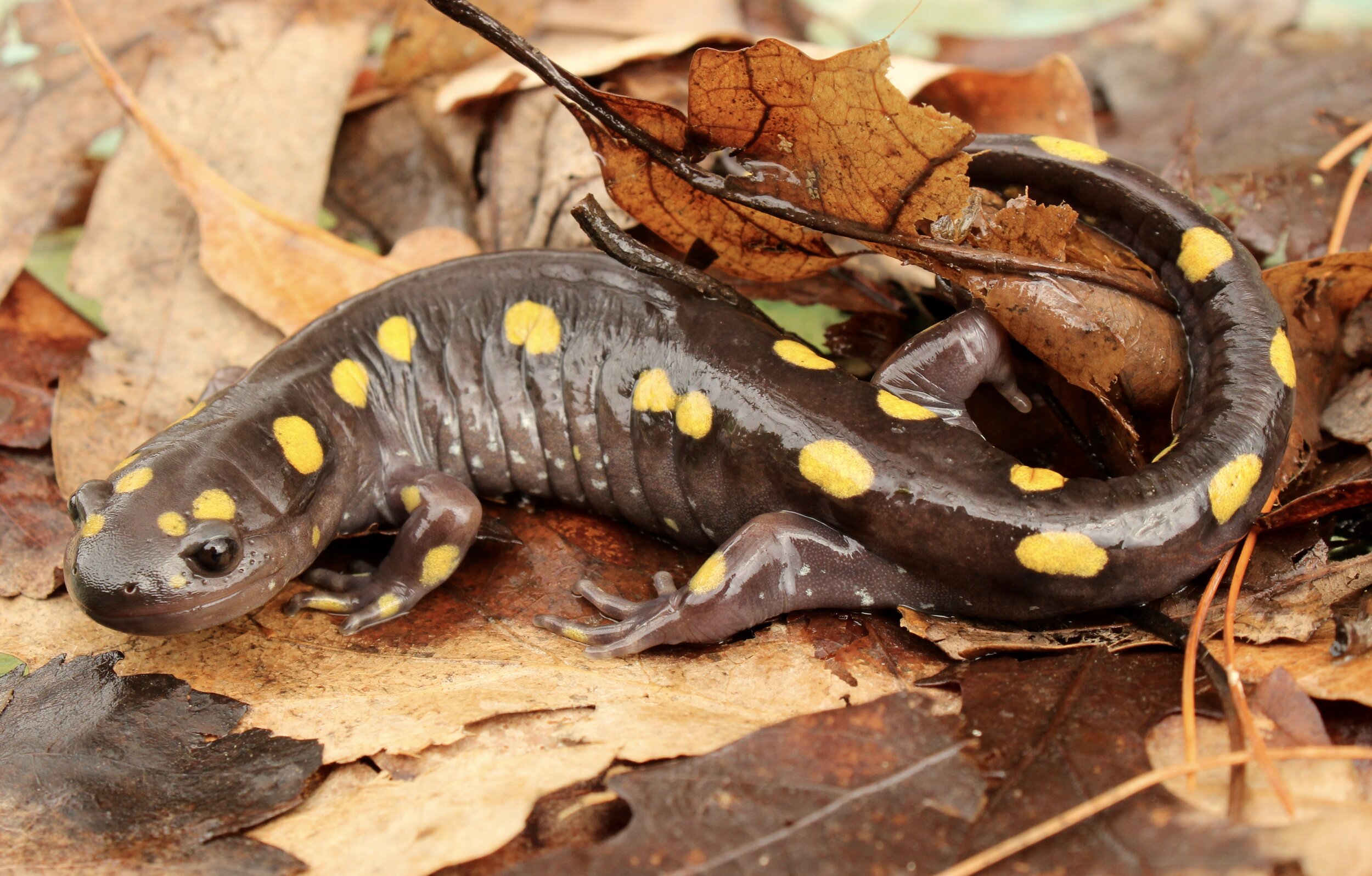Adult spotted salamander