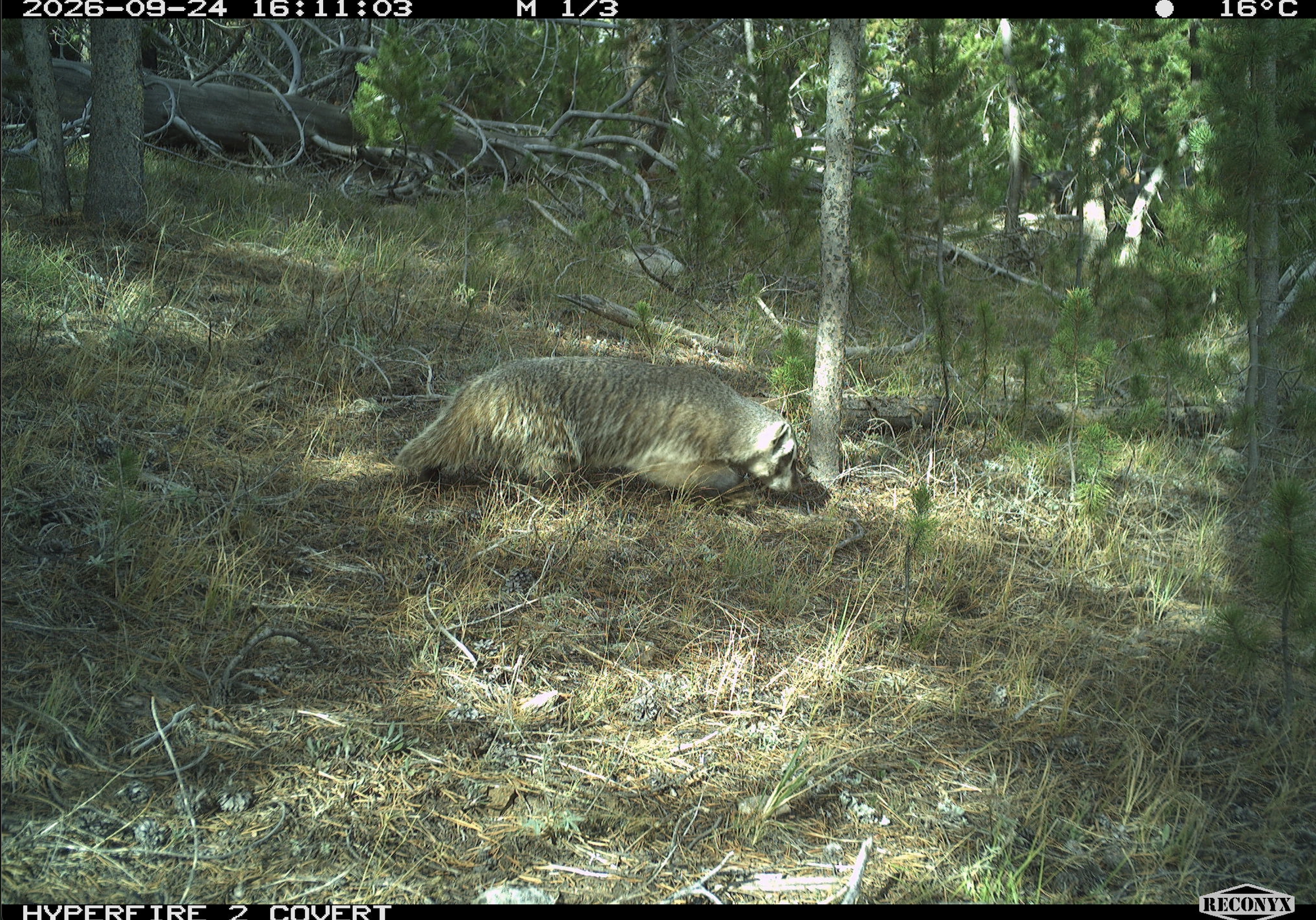 Badger_1.png