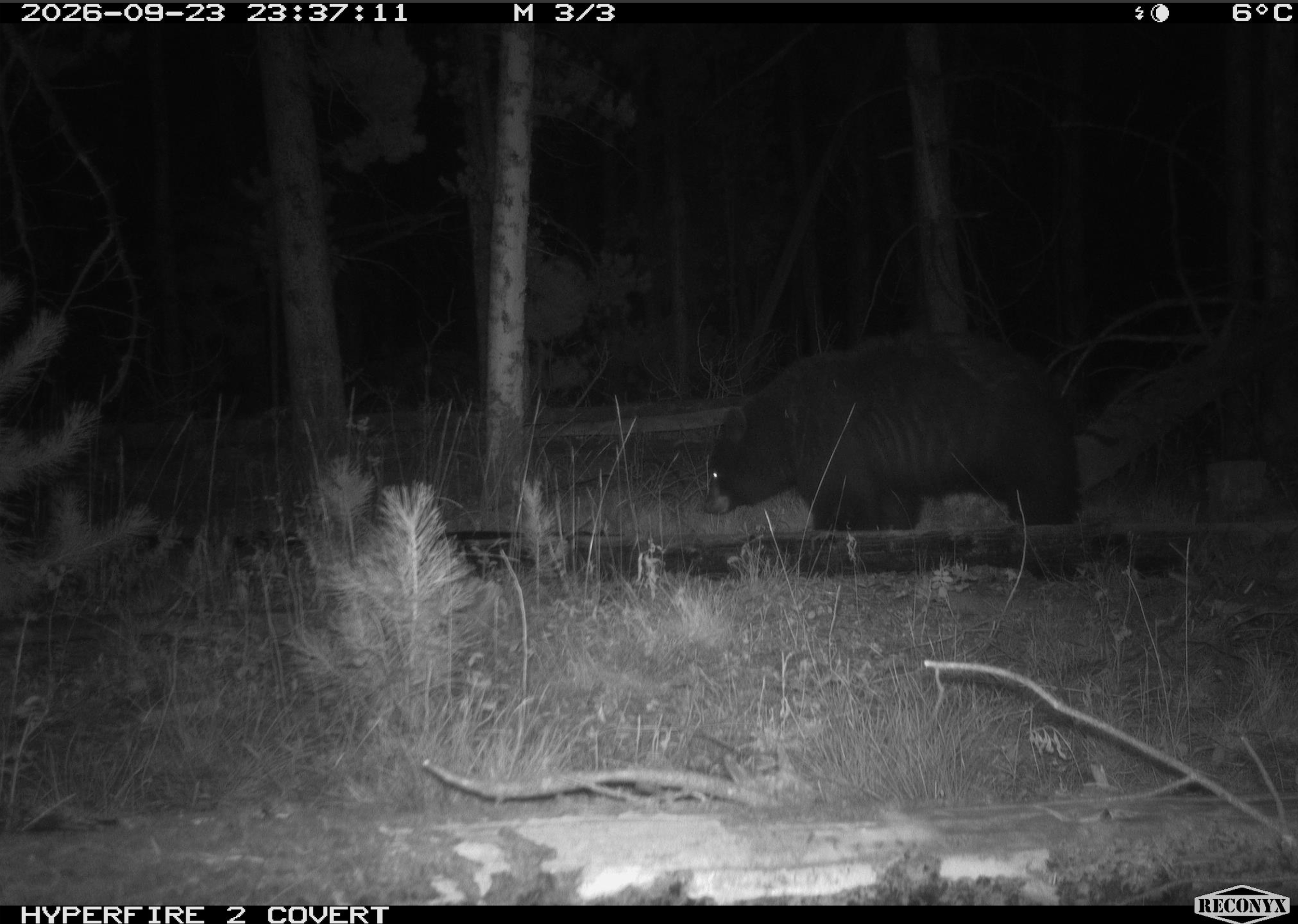 Black bear_4.png