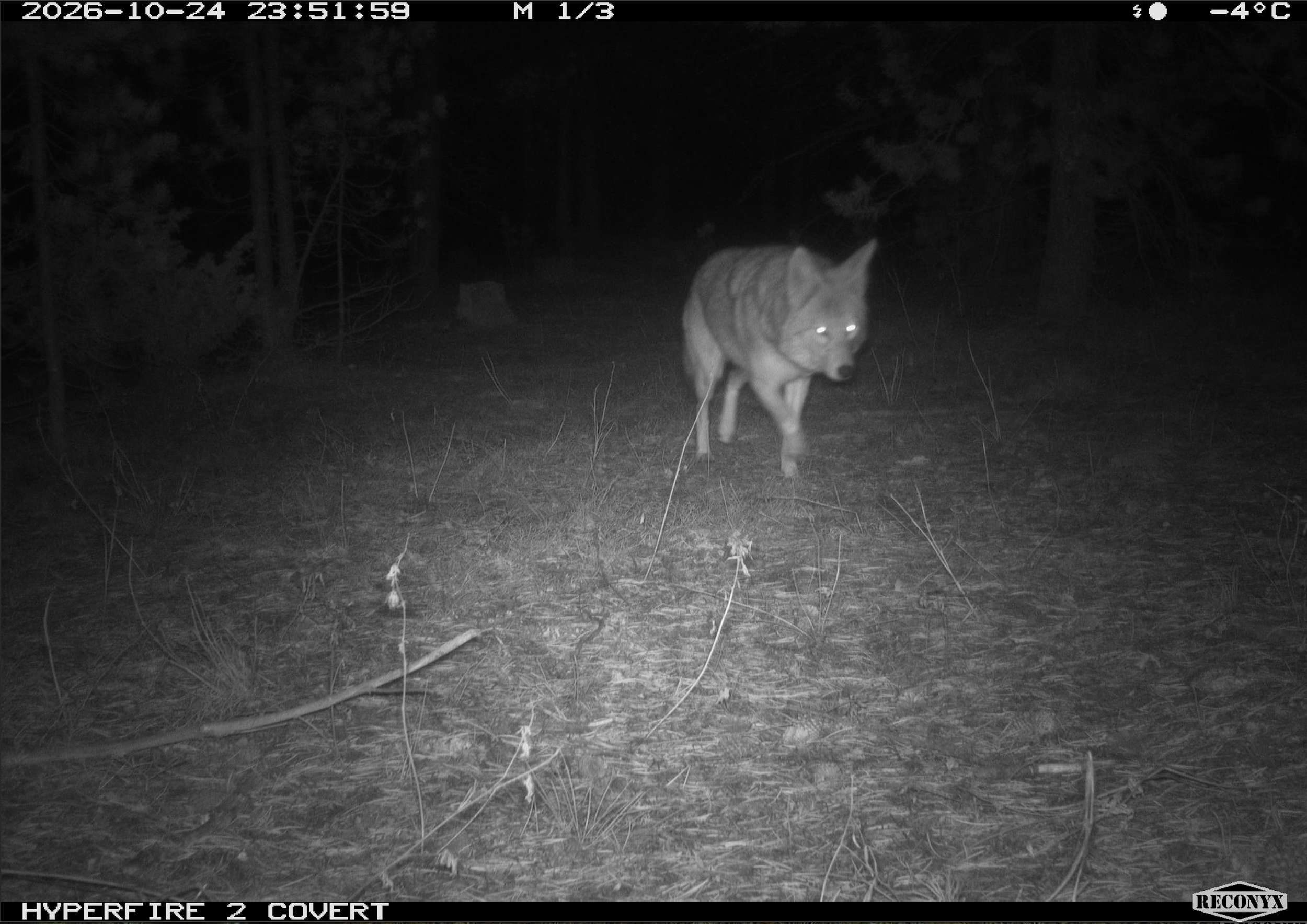 Coyote_3.png