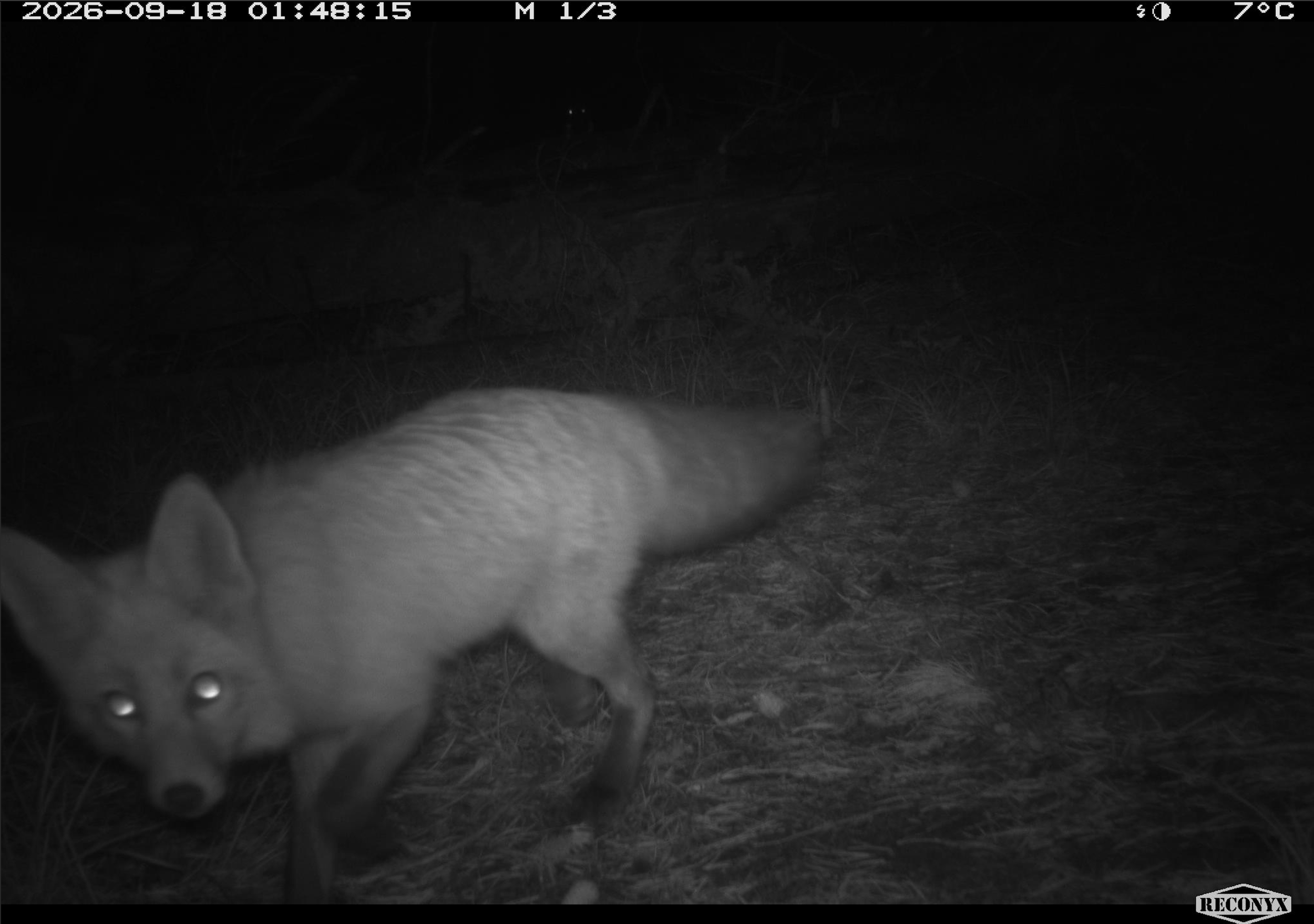 Fox_3.png