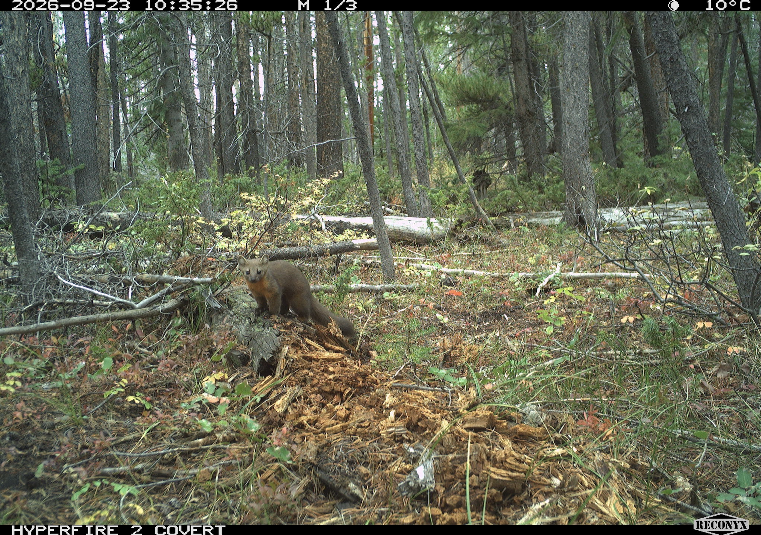 Marten_2.png