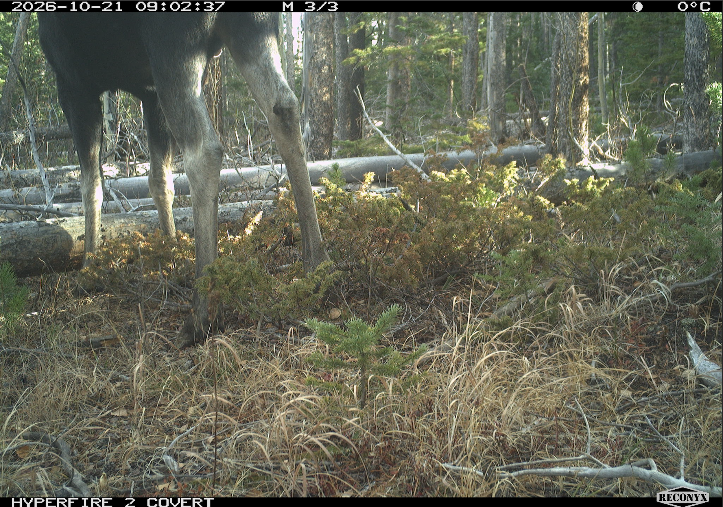 Moose_1.png