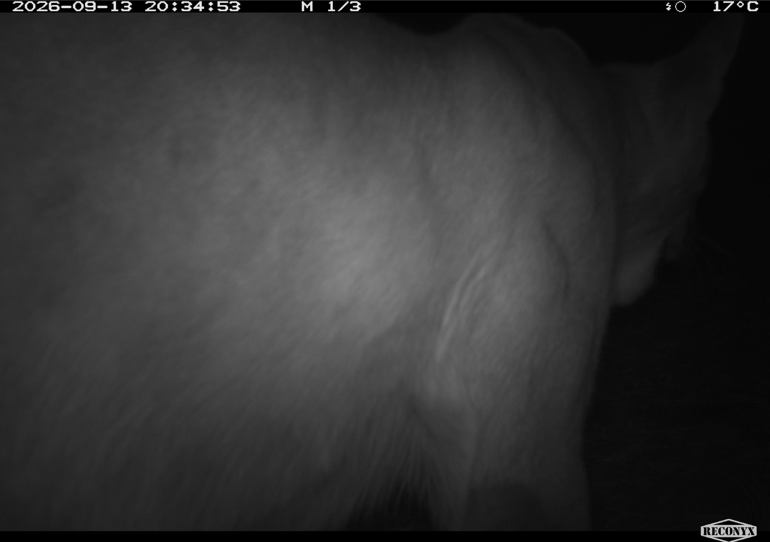Puma_1.png