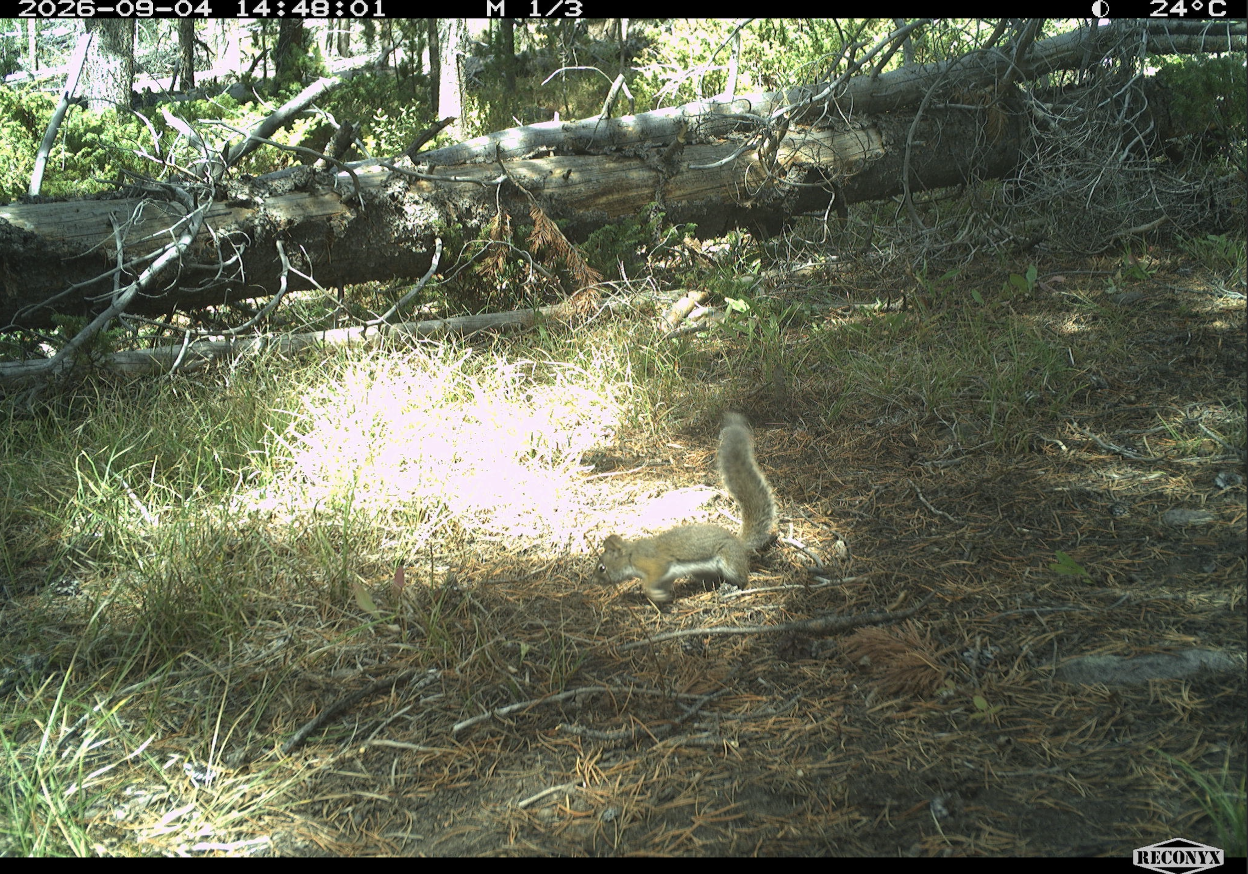 Red squirrel.png