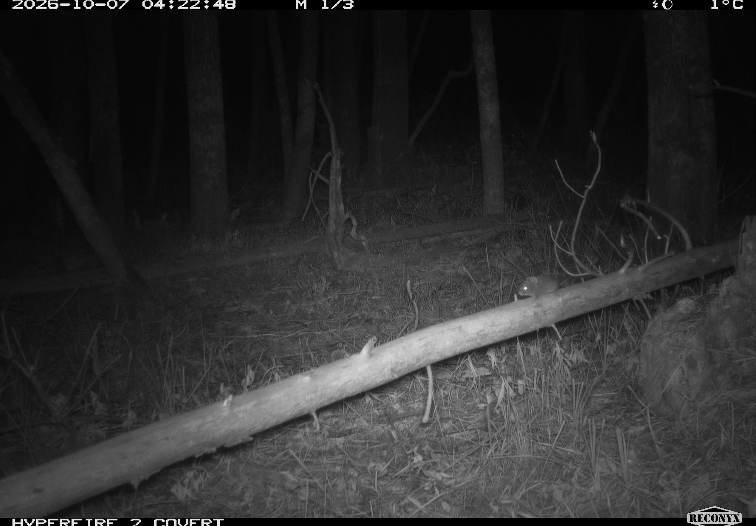 Vole.png