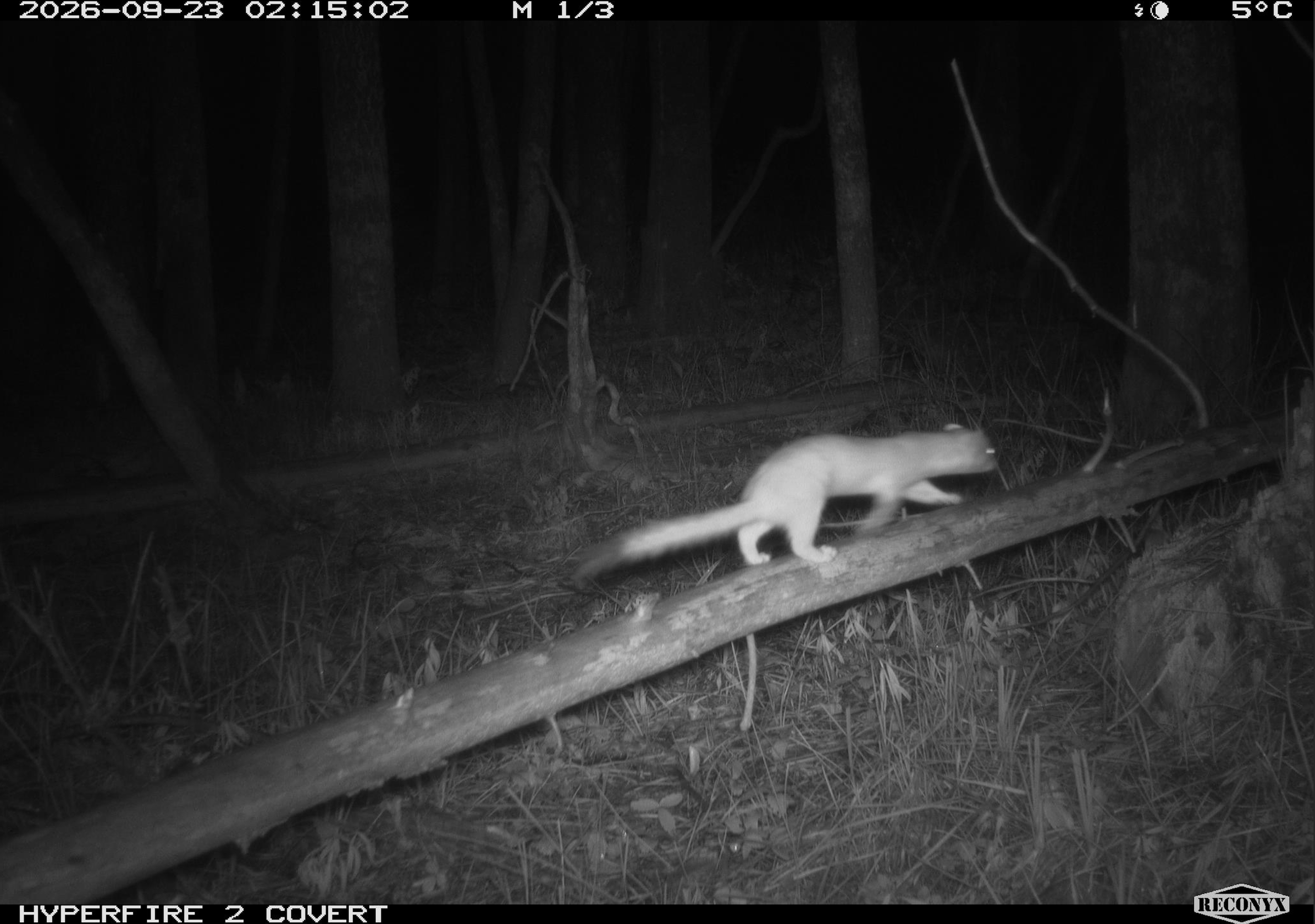 Weasel.png