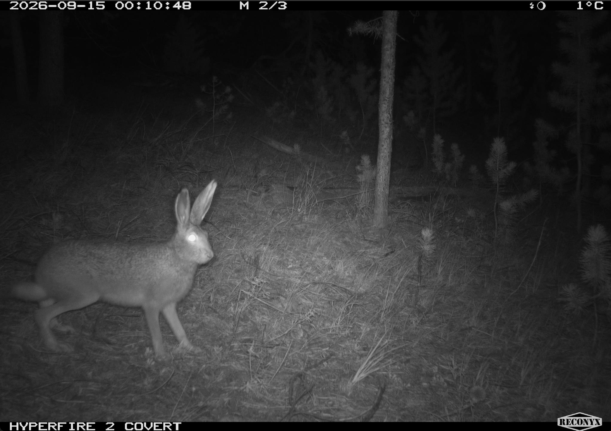 WT jackrabbit_4.png