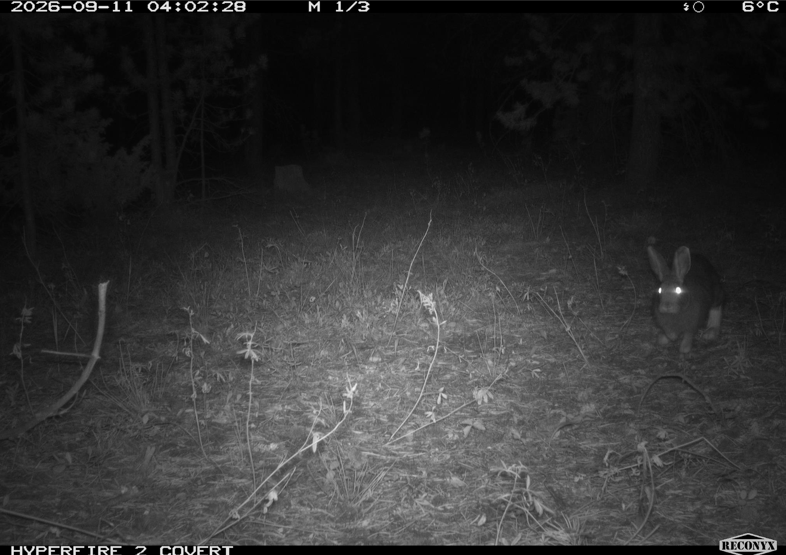 Snowshoe hare_1.png