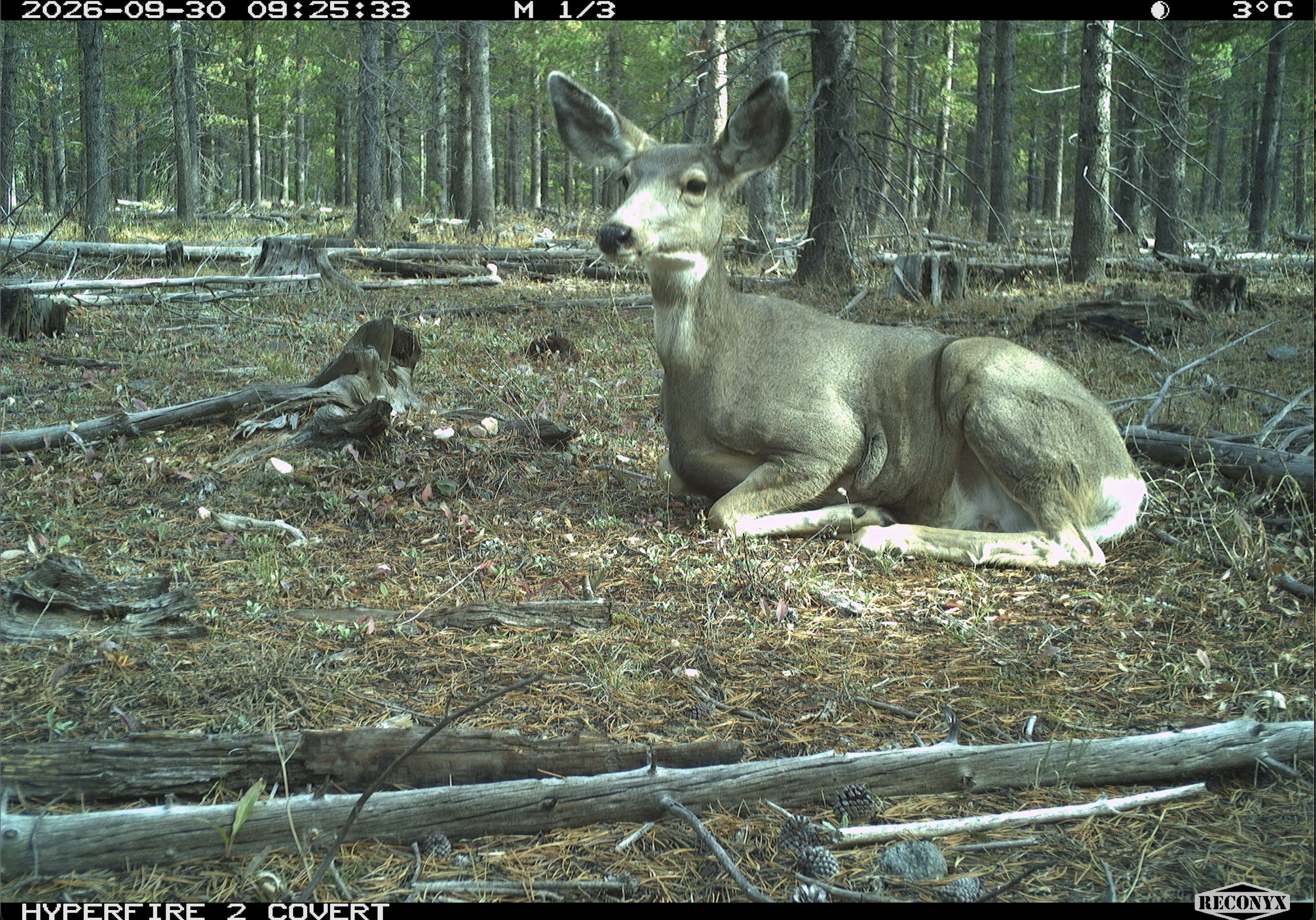 Mule deer_2.png