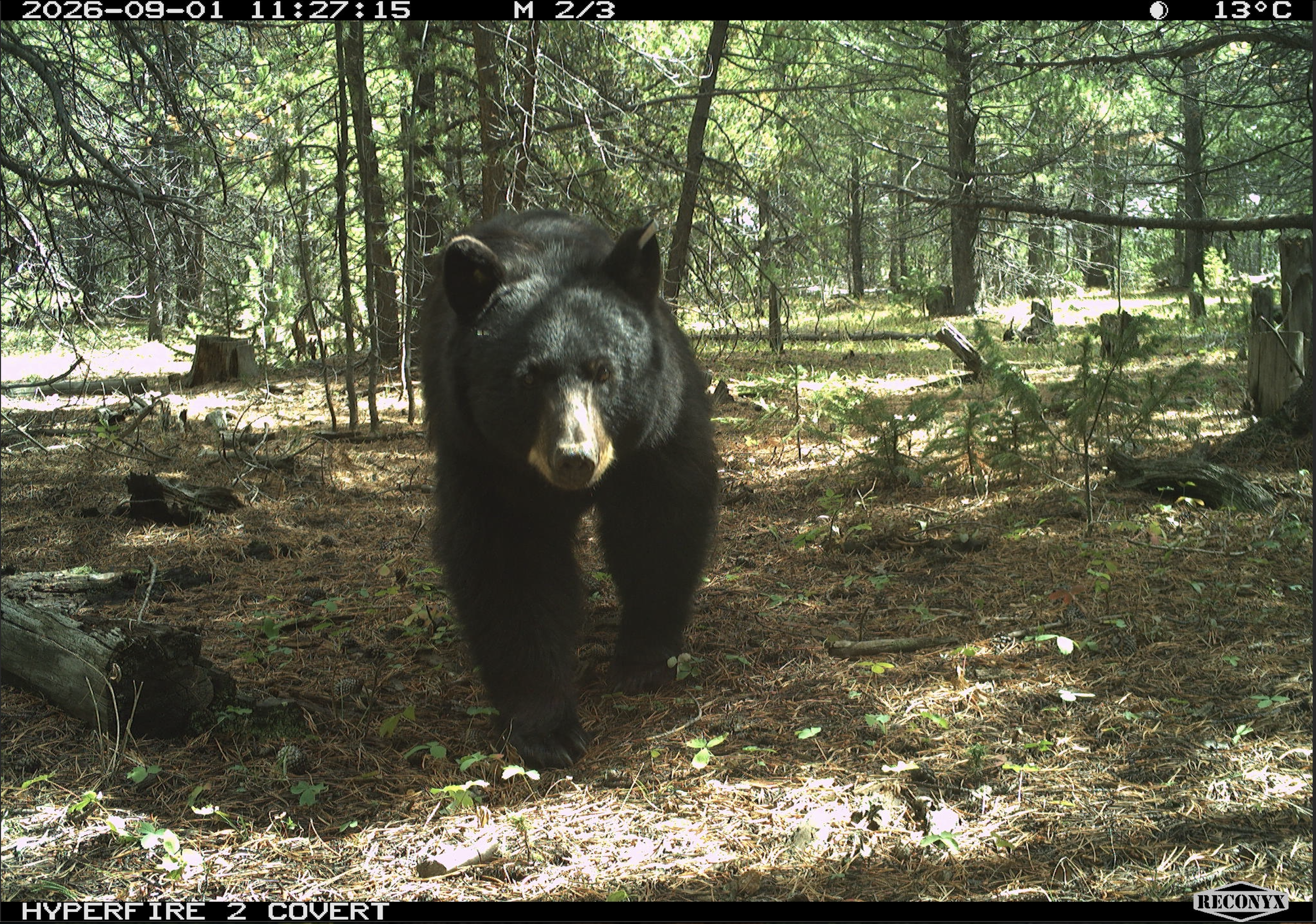 Black bear_2.png