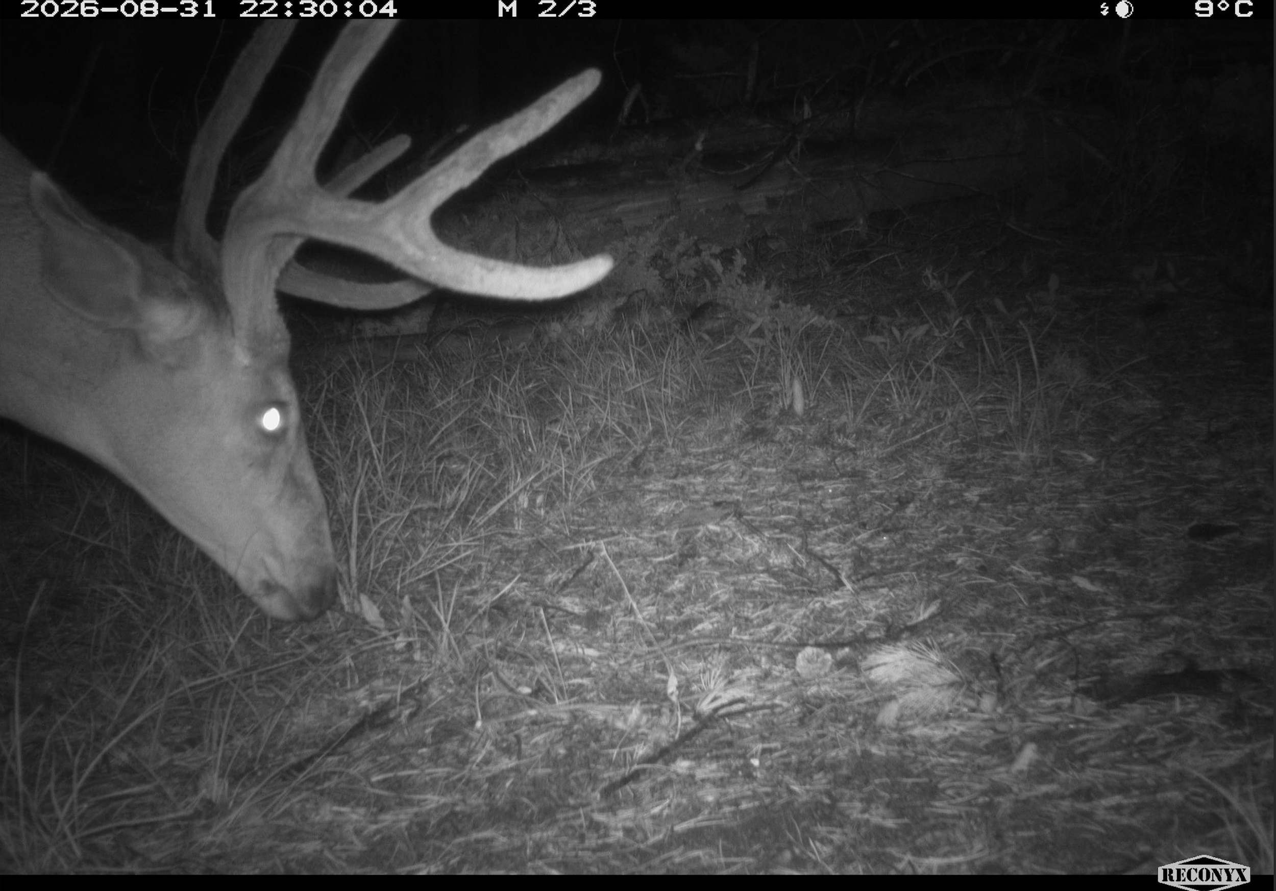 Whitetailed deer_1.png