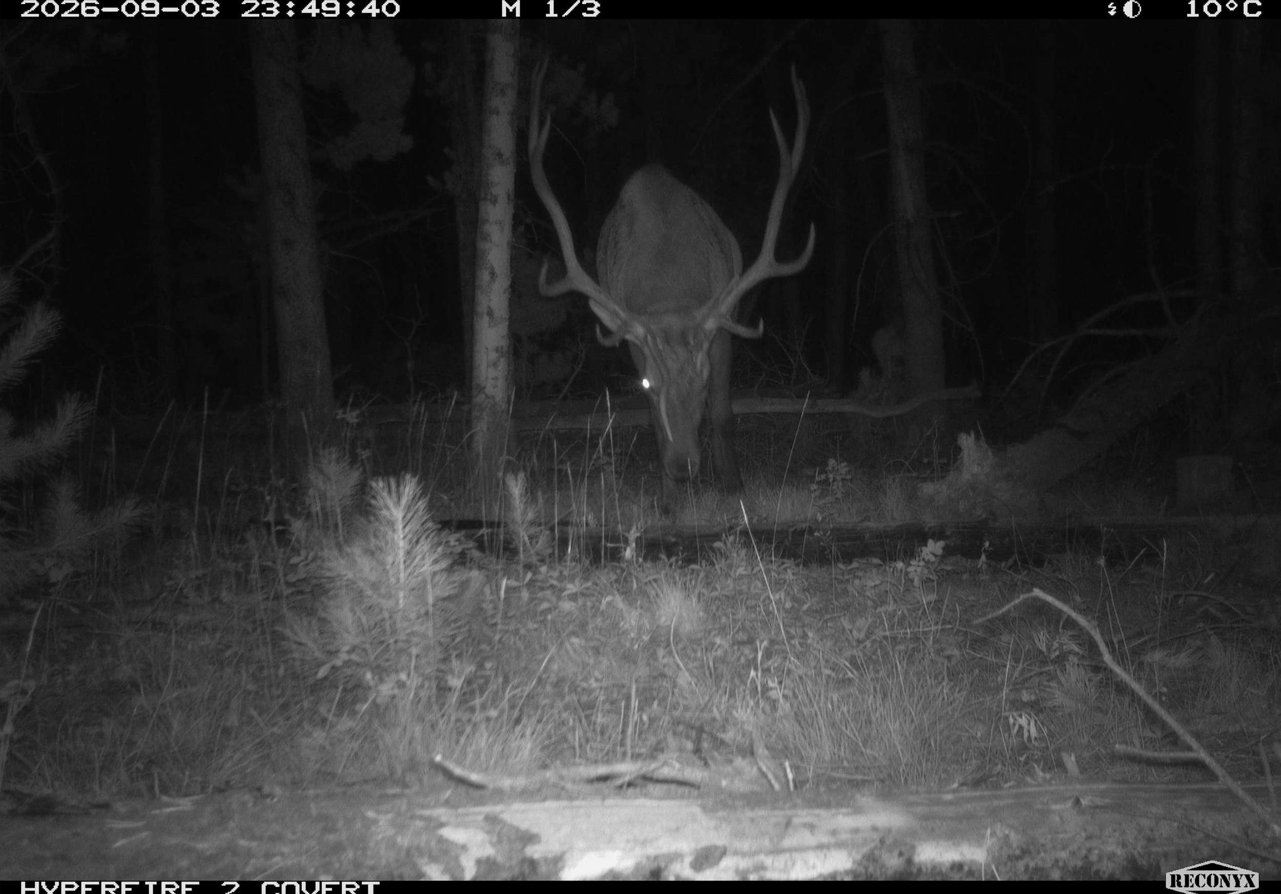 Elk_2.png