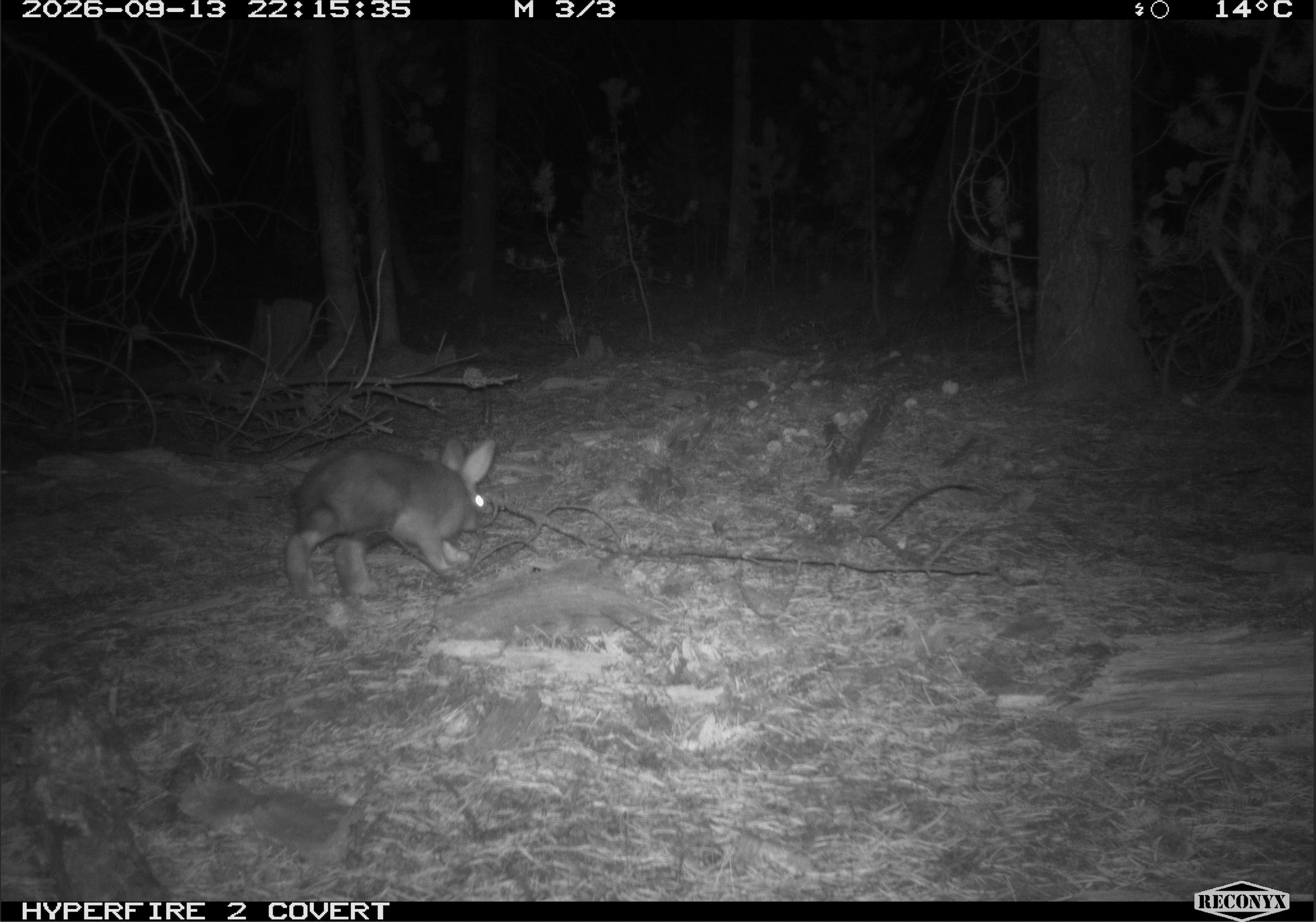 Snowshoe hare_3.png