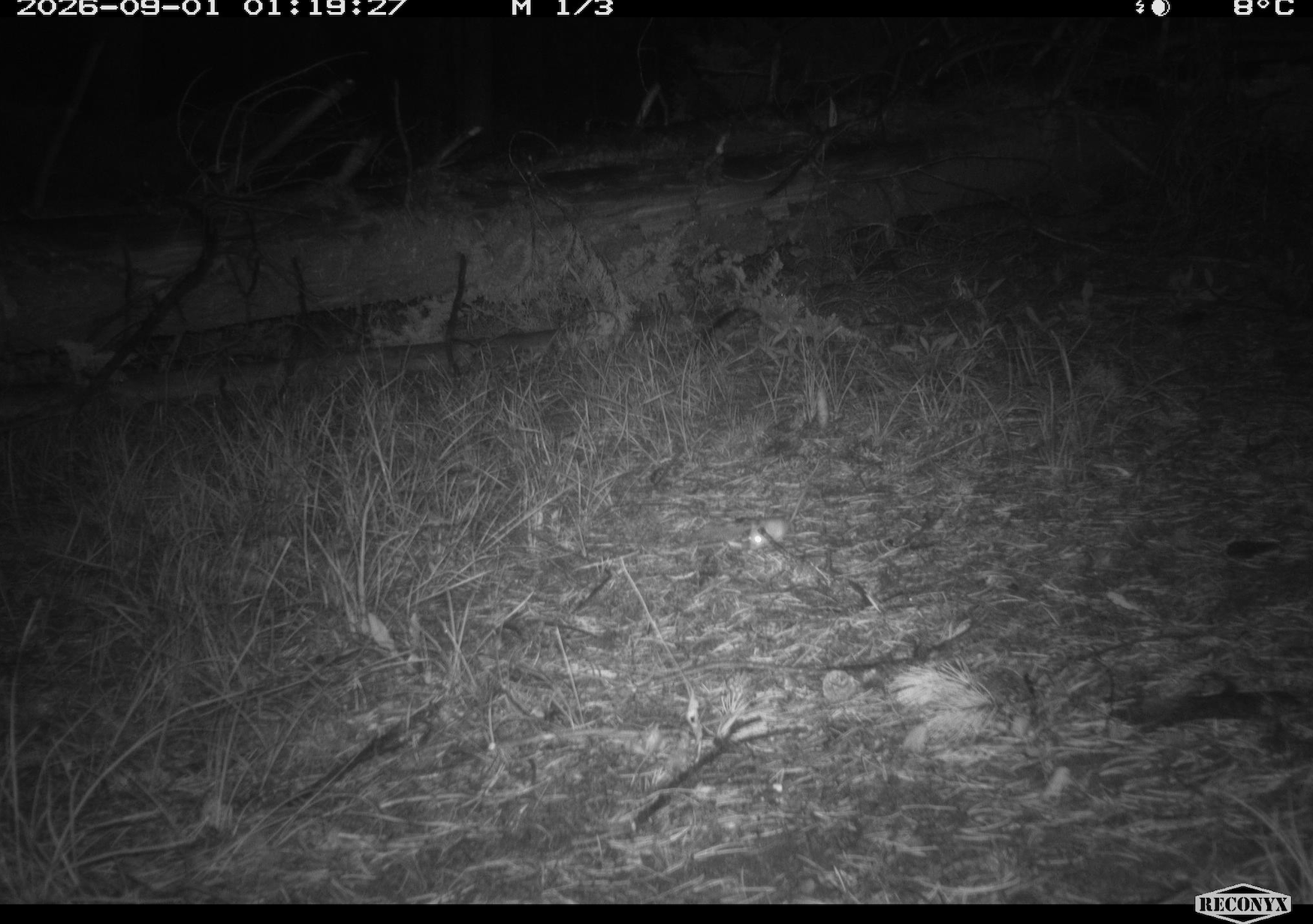 Peromyscus.png