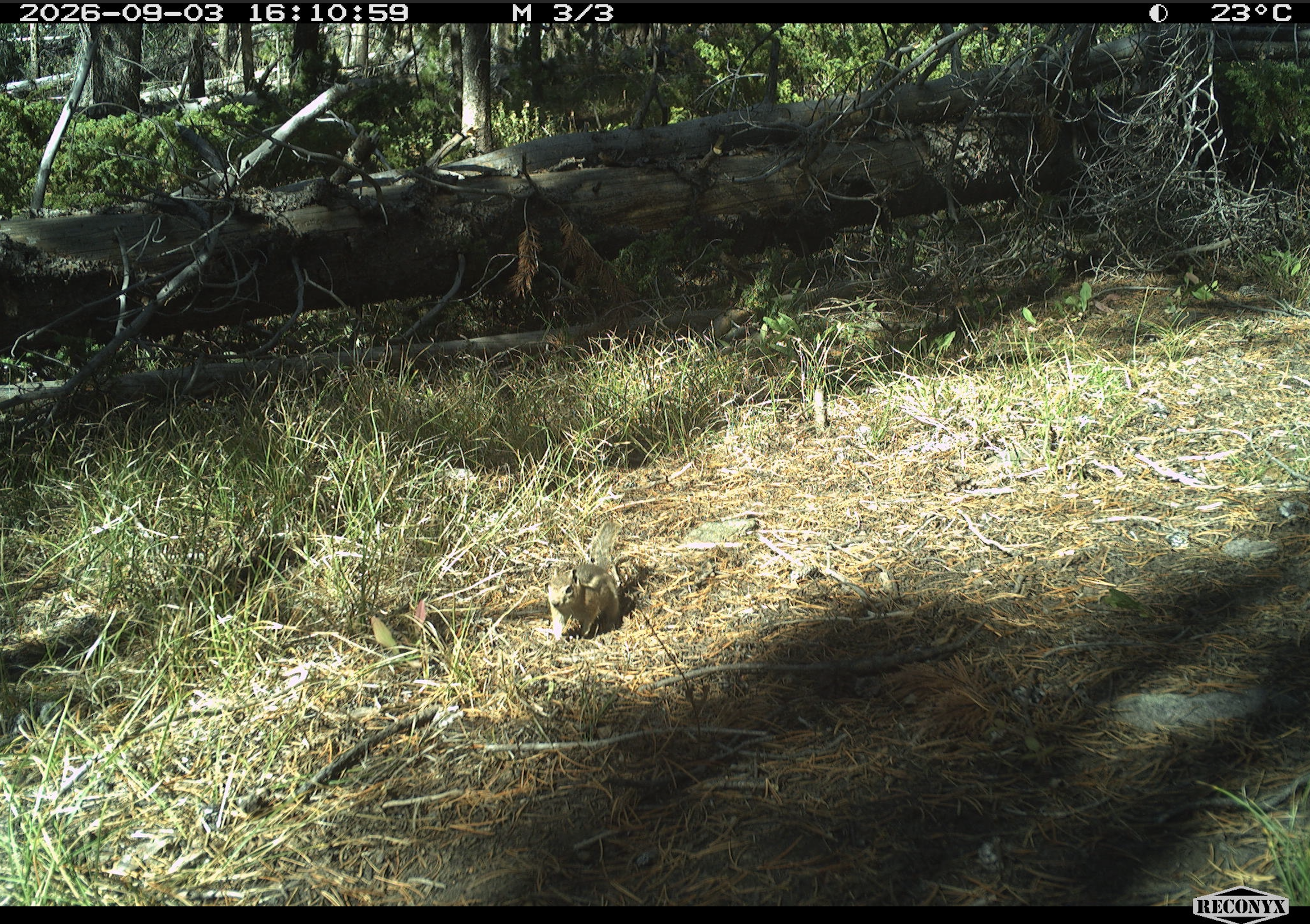 Golden-mantled groundsquirrel.png