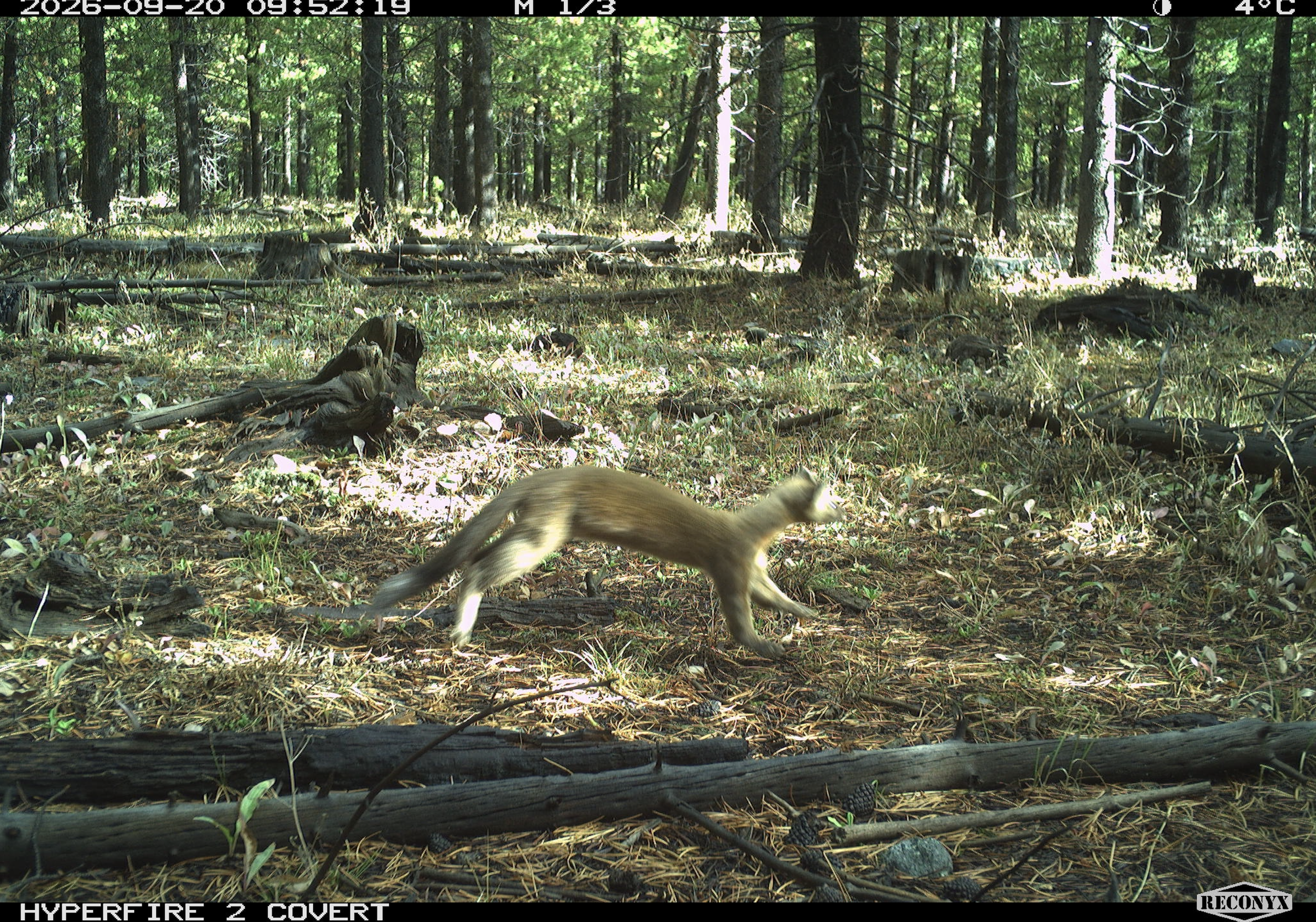 Marten_5.png