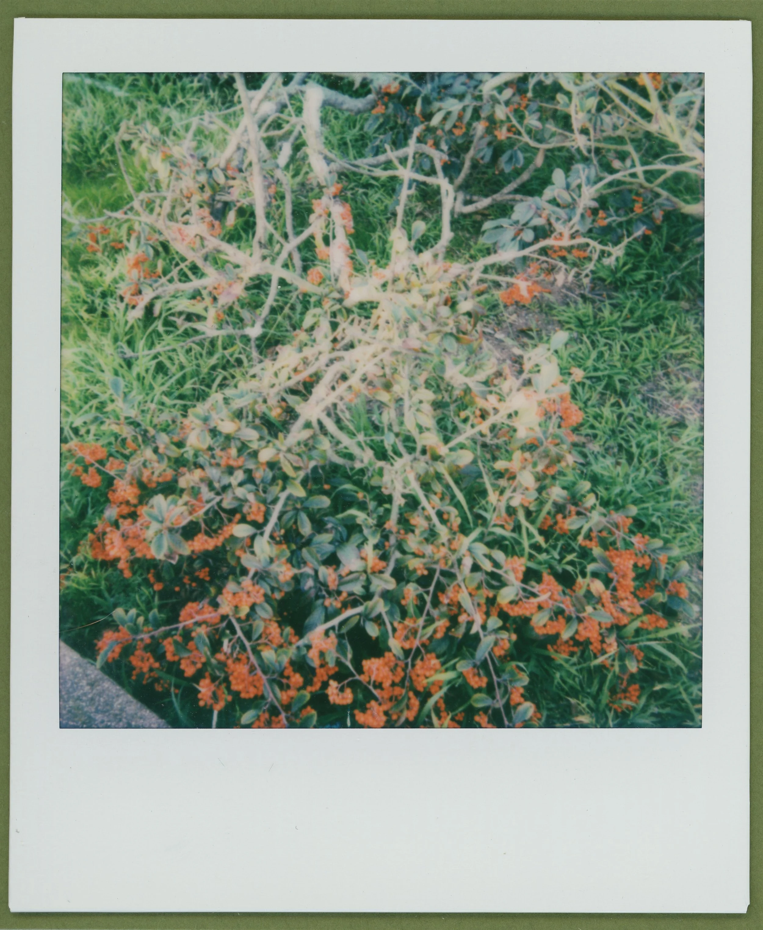 Christine Ortiz_berries of the bay.jpg