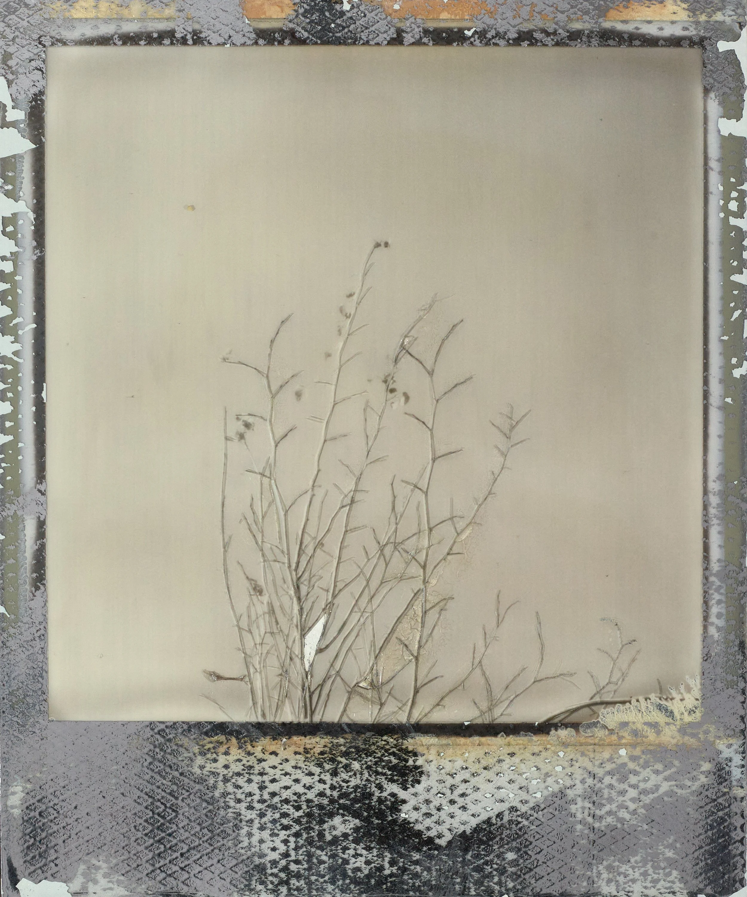 tea tree-photographed.jpg
