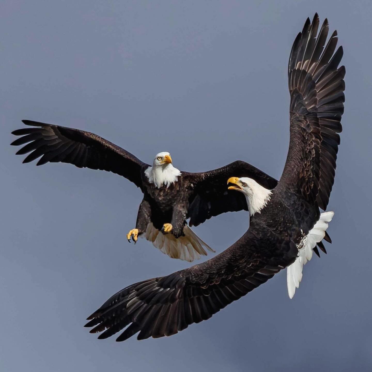 Eagles 🦅 dancing #baldeagle #baldeagles #baldeaglesofinstagram #birdsofprey #birdsofinstagram #elite_wildlife #elite_raptors #raw_birds #wildlifeonearth #wildlifeofinstagram #wildlifeplanet #bbcwildlifemagazine #britishcolumbiamagazine