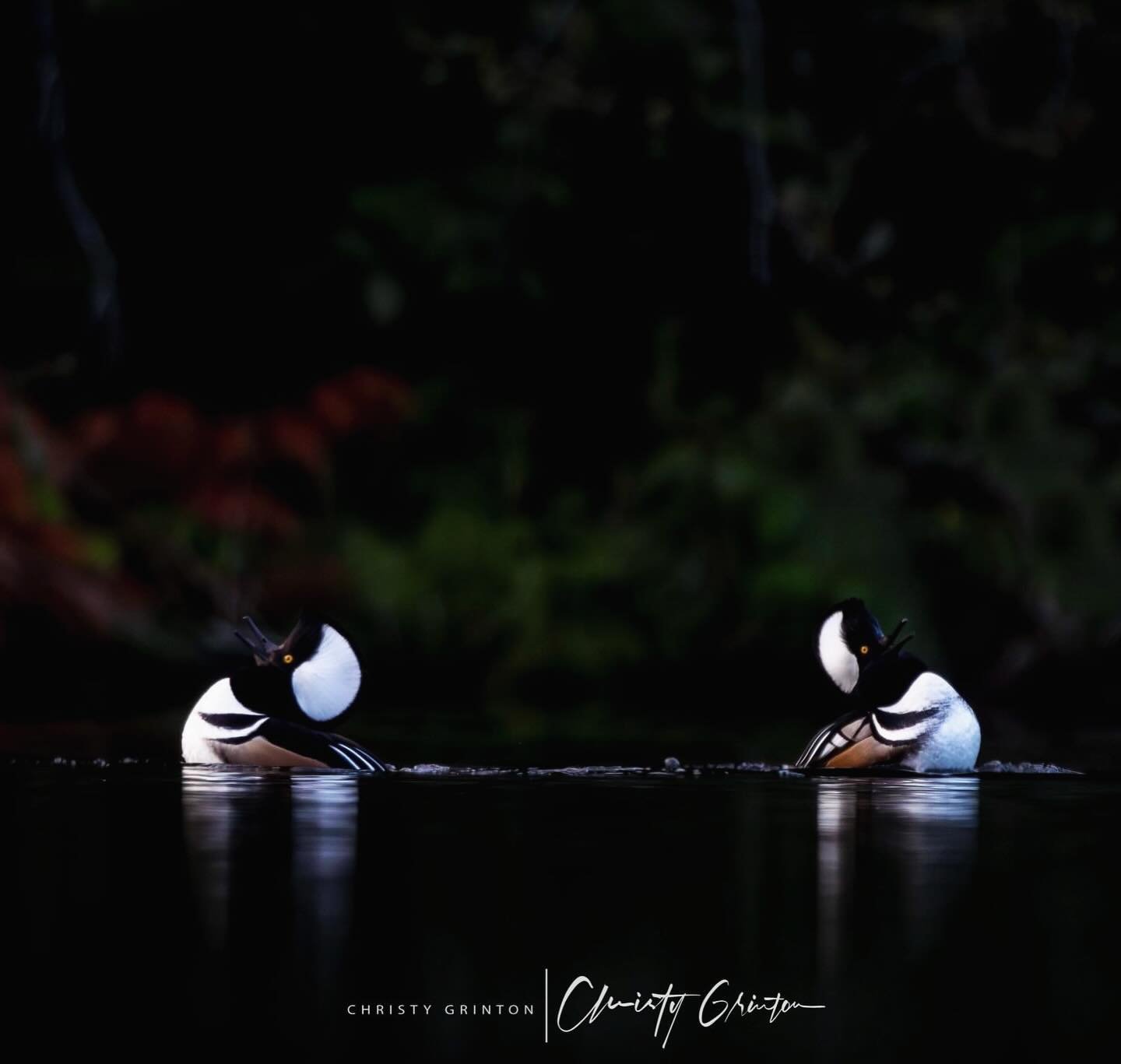 Dancing Hoodies #hoodedmergansers #hoodedmergansersofinstagram #duck #ducksofinstagram #iloveducks #bird #birdphotography #birds_captures #raw_birds #ducksunlimited #sharecangeo #yourshotphotographer #your_best_birds #feather_perfection