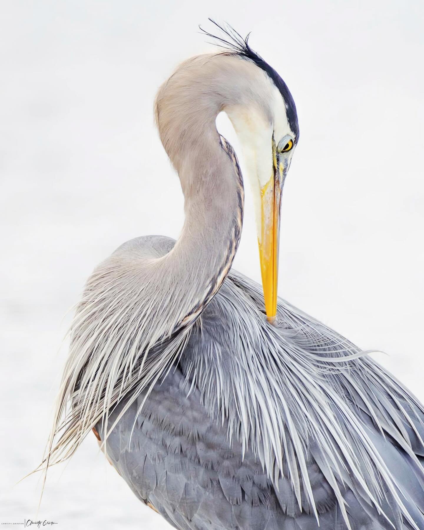 Beauty and grace #greatblueheron #heron #heronsofinstagram #blue #feather_perfection #your_best_birds #yourshotphotographer #sharecangeo #birds #bird_brilliance #birds_captures #birdphotography #beautifulbc #birdsofbc #britishcolumbiamagazine #birdsa