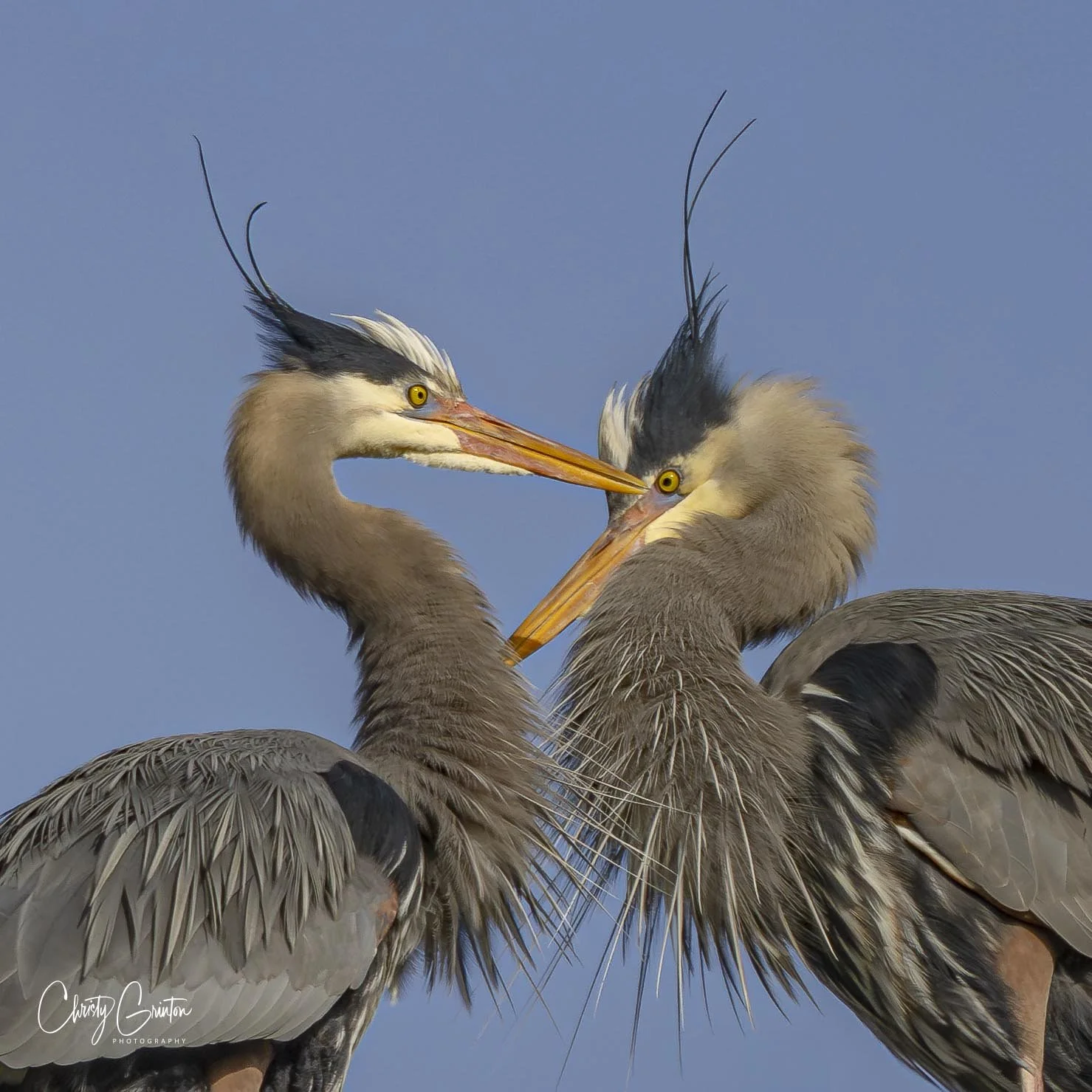 R5II6206-Enhanced-NR.jpg