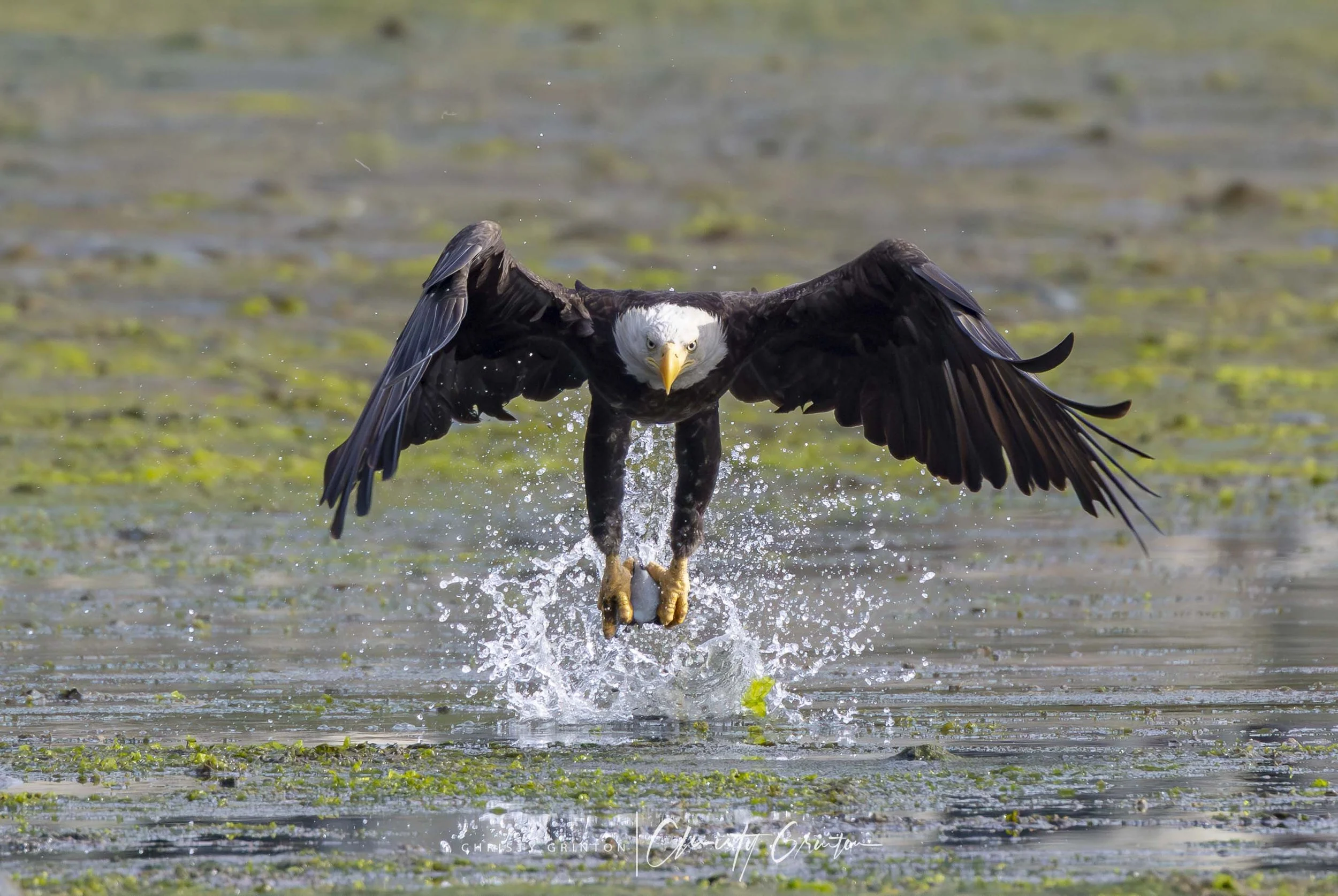 R5II4377-Enhanced-NR.jpg